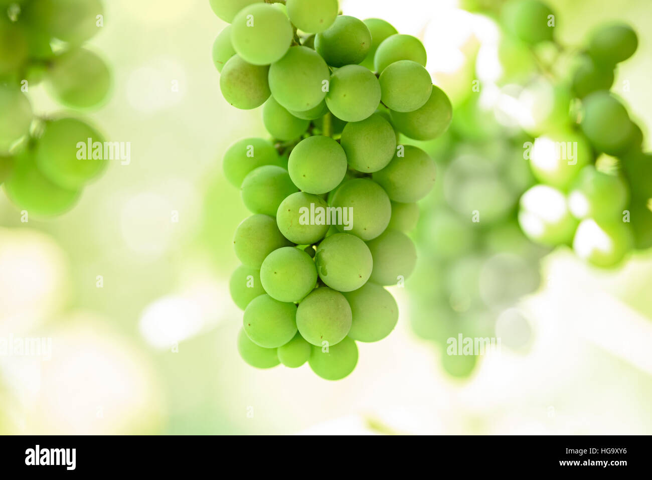Succosa grappoli di uva verde su boccole di Sun Foto Stock
