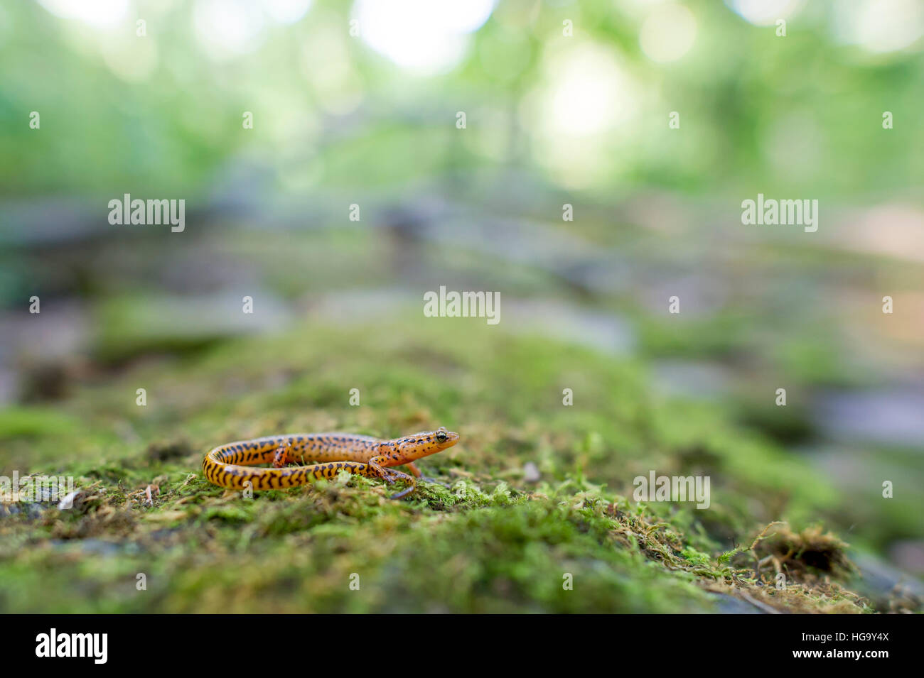 Una lunga coda di salamandra si siede su una coperta di muschio log. Foto Stock