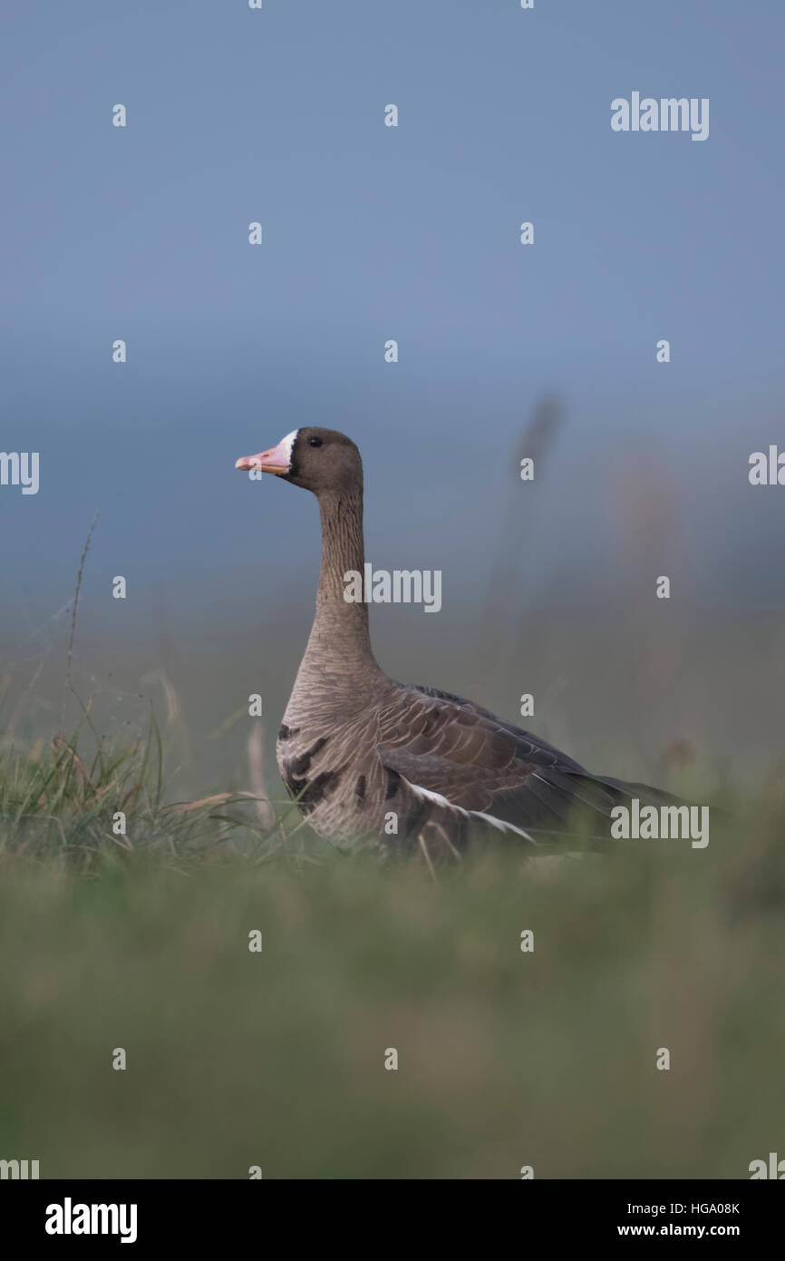 Bianco-fronteggiata Goose ( Anser albifrons ), seduta in erba di un prato, guardare per sicurezza, gru il suo collo e la testa. Foto Stock