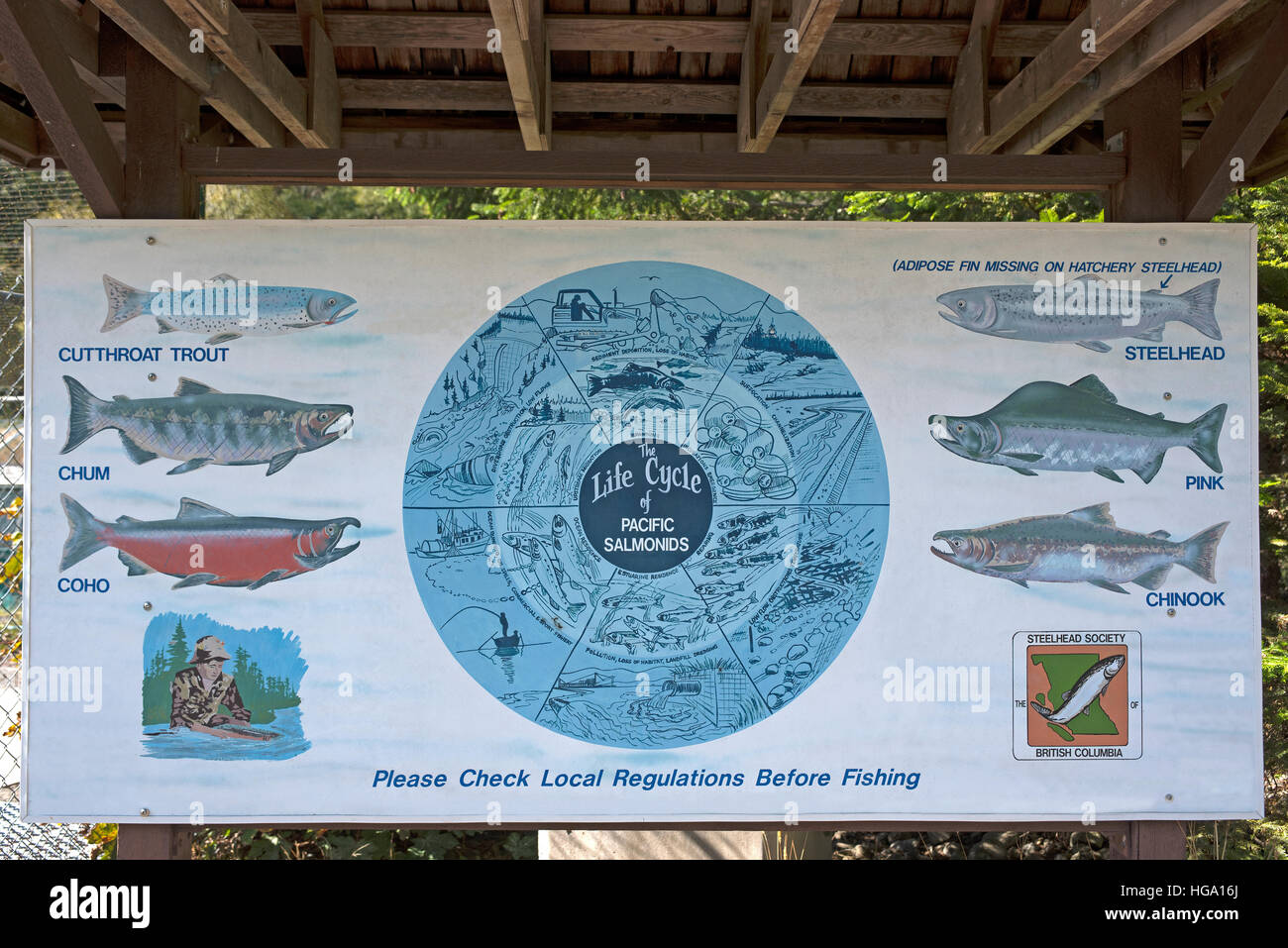 Specie di salmone sono noti per eseguire il grande fiume Qualicum durante la loro stagione riproduttiva migrational corsa l. SCO 11,364. Foto Stock