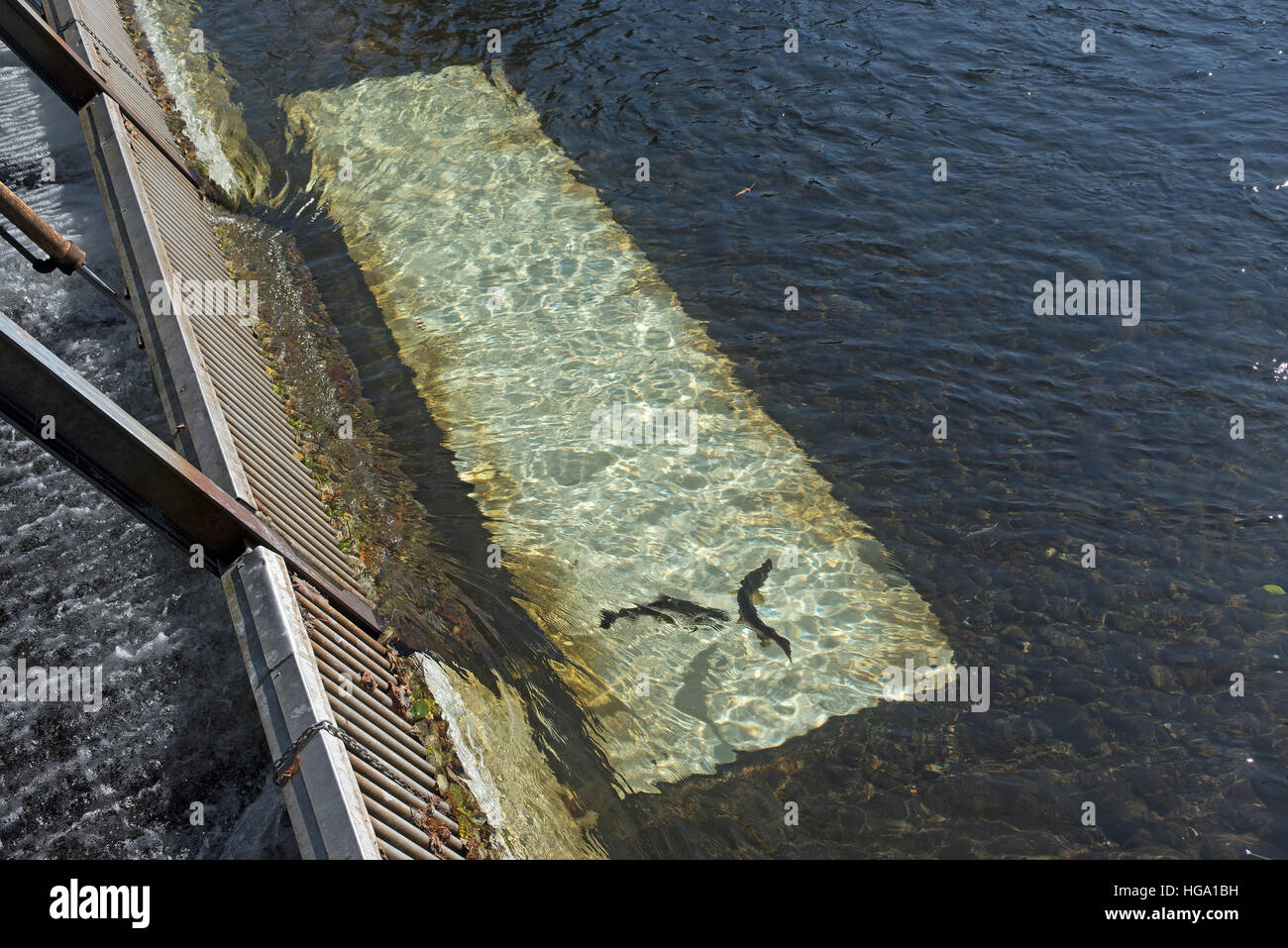 Pesce piatto di conteggio per la migrazione di salmone al grande fiume Qualicum Hatchey, Isola di Vancouver, BC. In Canada. SCO 11,368. Foto Stock
