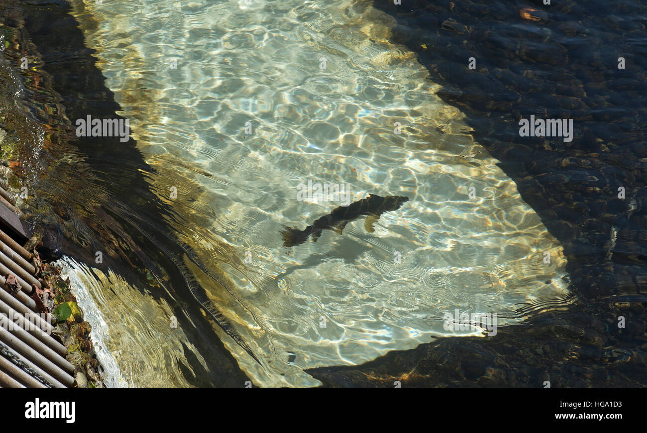 Pesce piatto di conteggio per la migrazione di salmone al grande fiume Qualicum Hatchey, Isola di Vancouver, BC. In Canada. SCO 11,369. Foto Stock