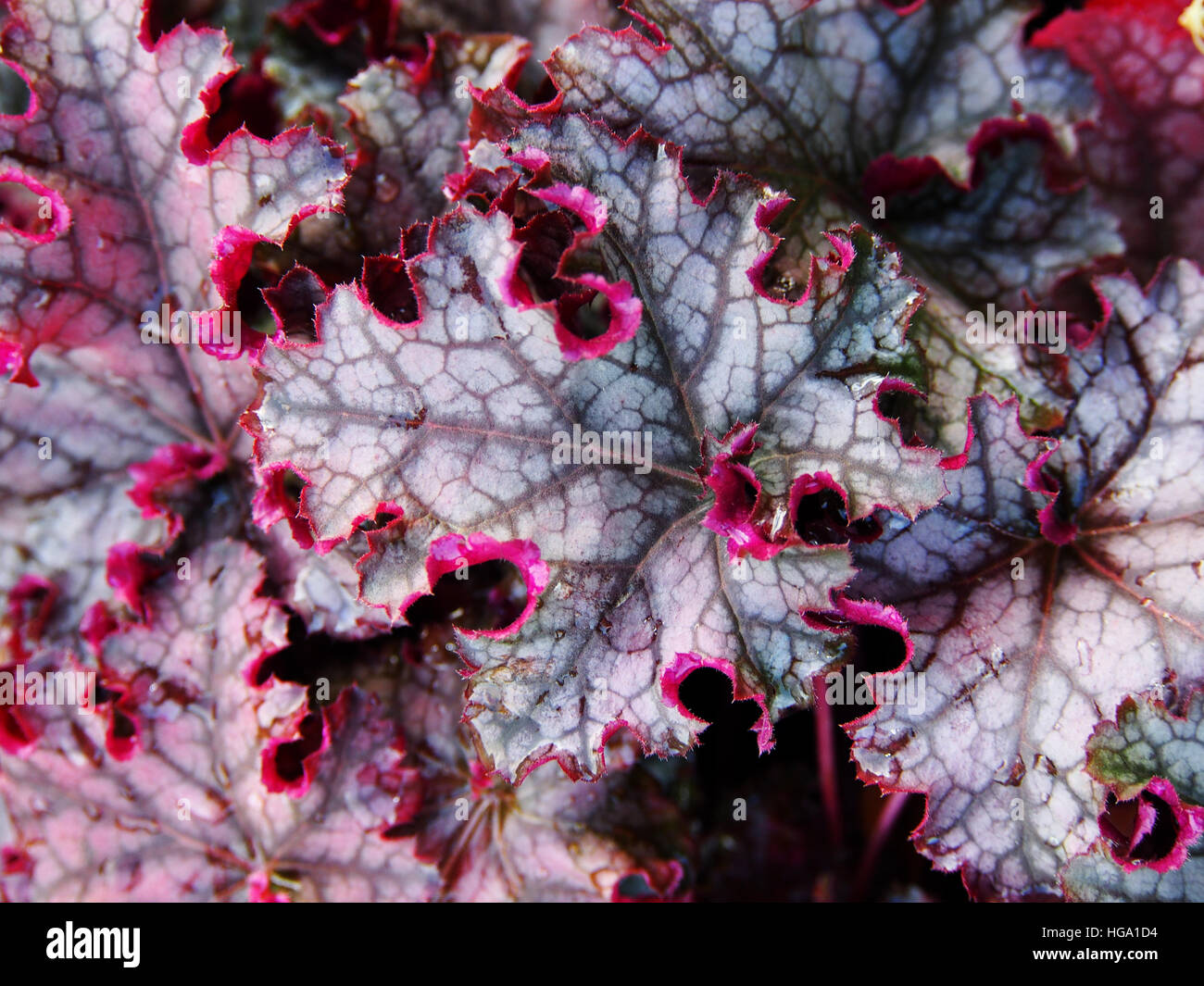 Heucherella 'può' - campane schiumoso Foto Stock