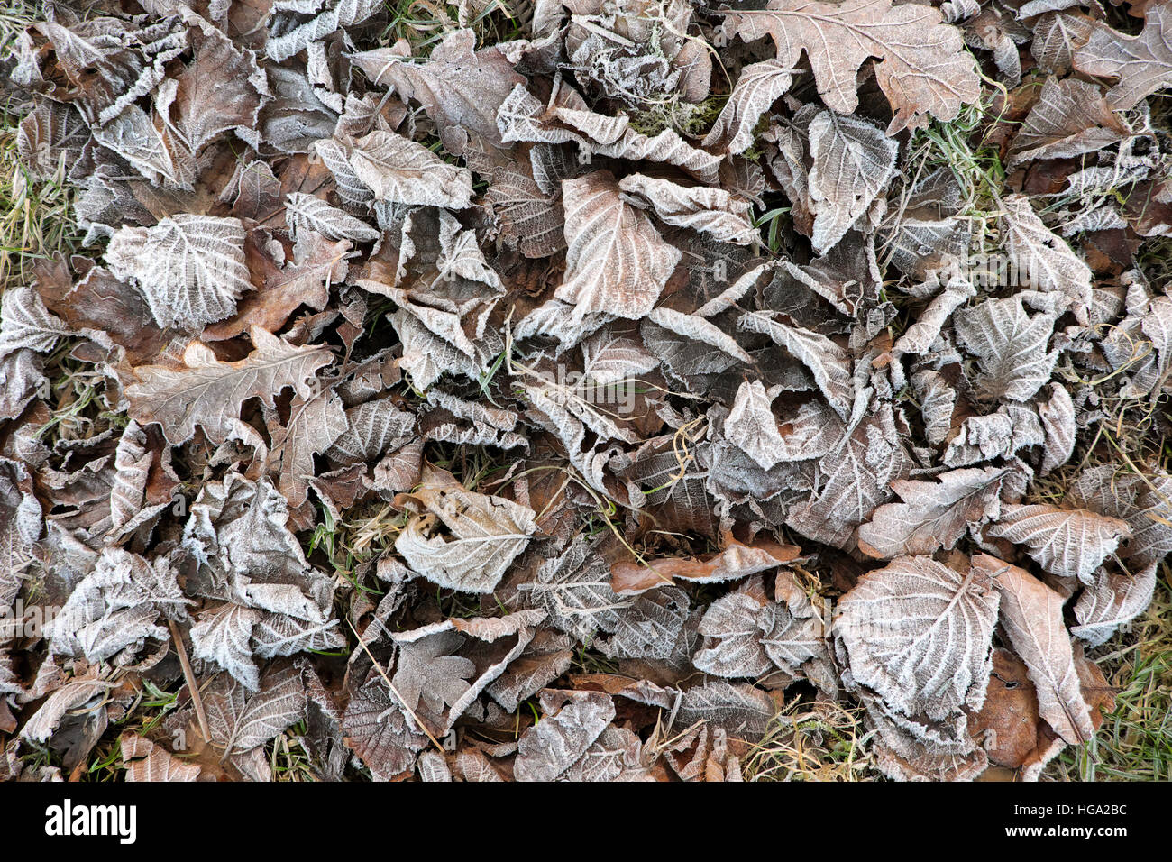 Sfondo di congelati frosty lascia sul terreno nel gelo invernale in Carmarthenshire Wales UK Gennaio 2016 KATHY DEWITT Foto Stock
