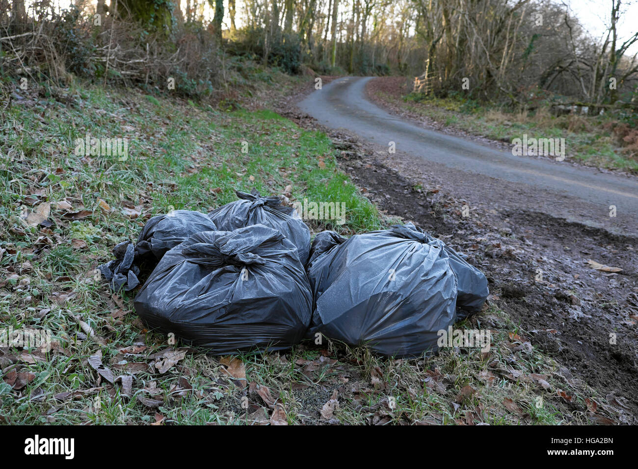 In plastica nera rifiuti sacchetti di rifiuti attendono raccolta su una strada rurale lane strada in inverno Carmarthenshire Wales UK KATHY DEWITT Foto Stock
