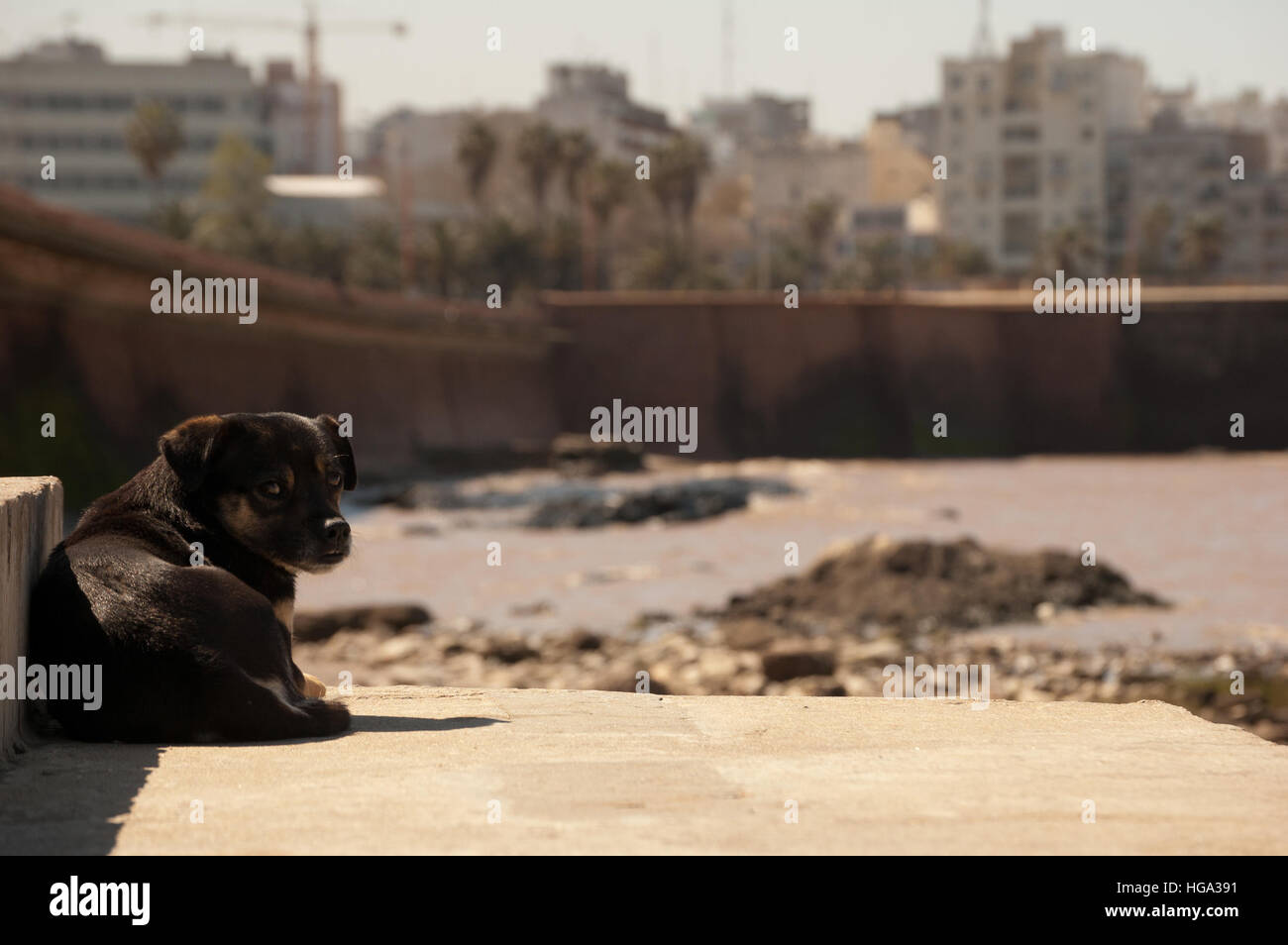 Cane sulla spiaggia Foto Stock