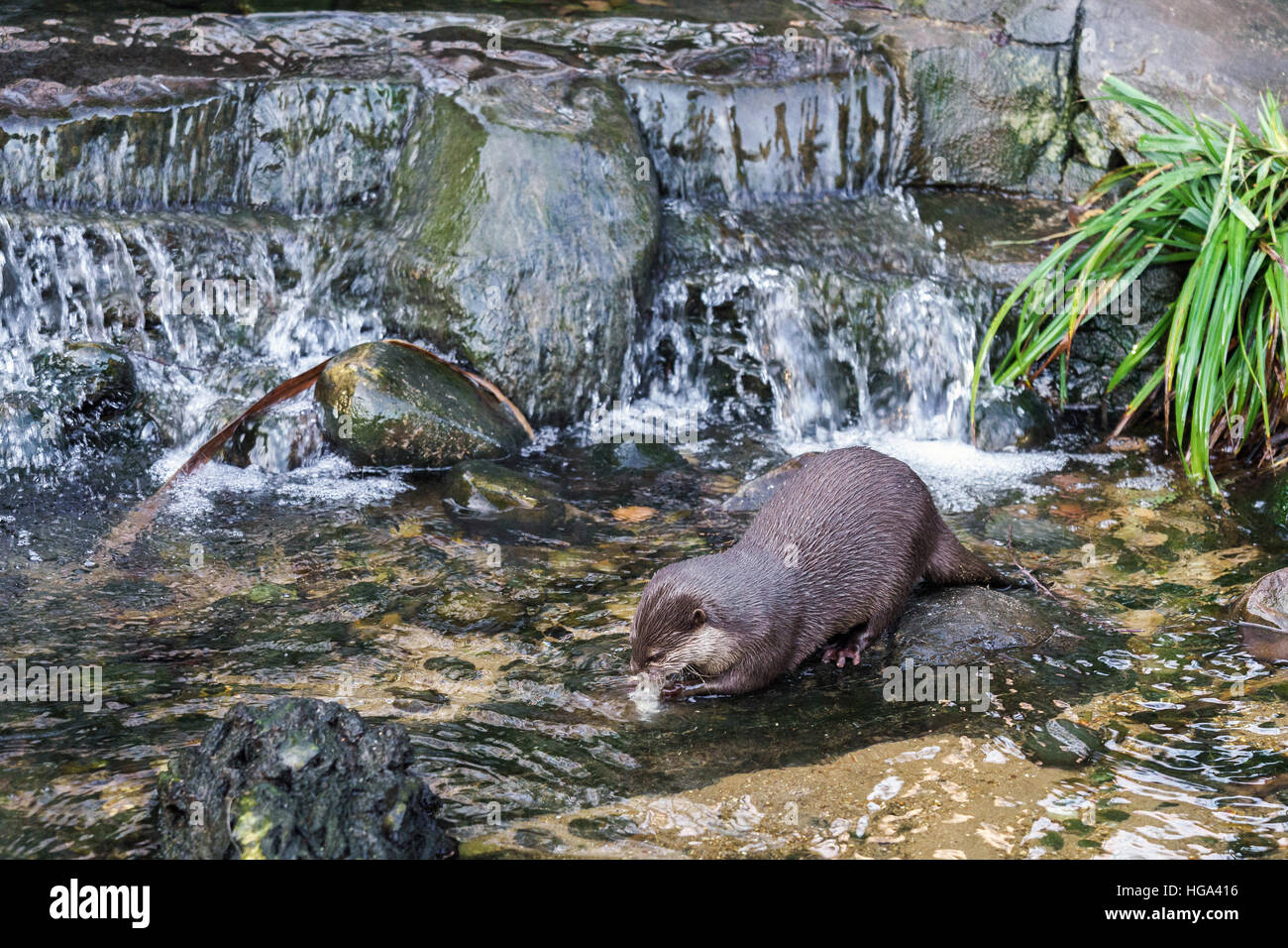 Asian piccoli artigli Lontra (Aonyx cinerea syn. Amblonyx cinereus) Foto Stock