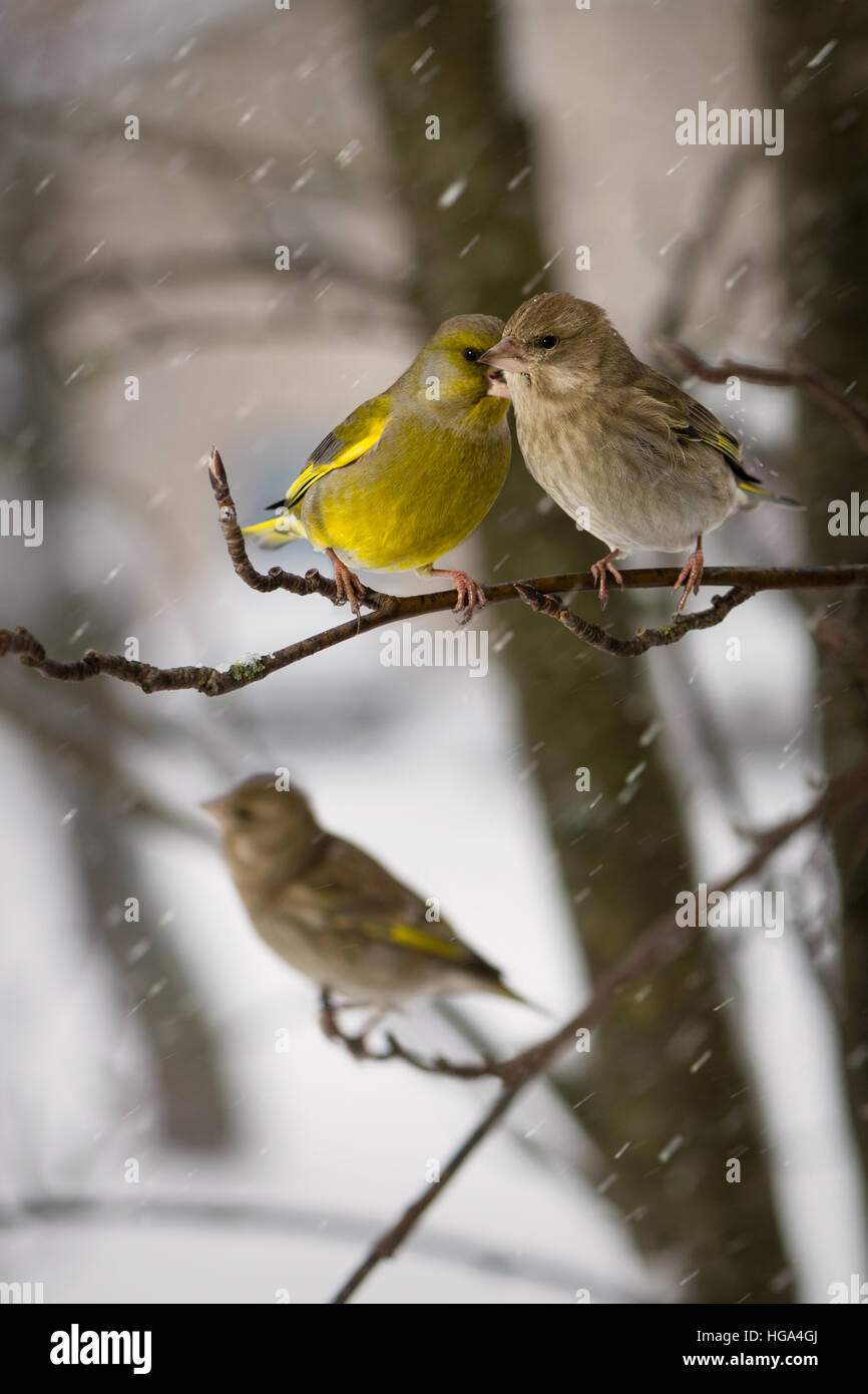 Coppia di uccelli greenfinches una femmina e maschio di sedersi sulla montagna ramo di cenere contro lo sfondo della caduta di fiocchi di neve Foto Stock