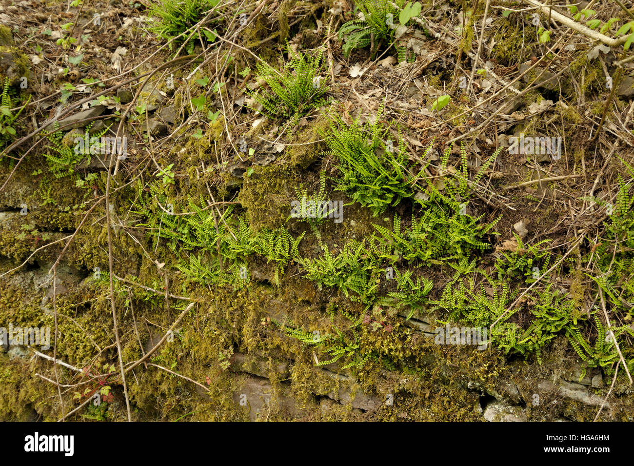 Maidenhair Spleenwort, Asplenium trichomanes Foto Stock