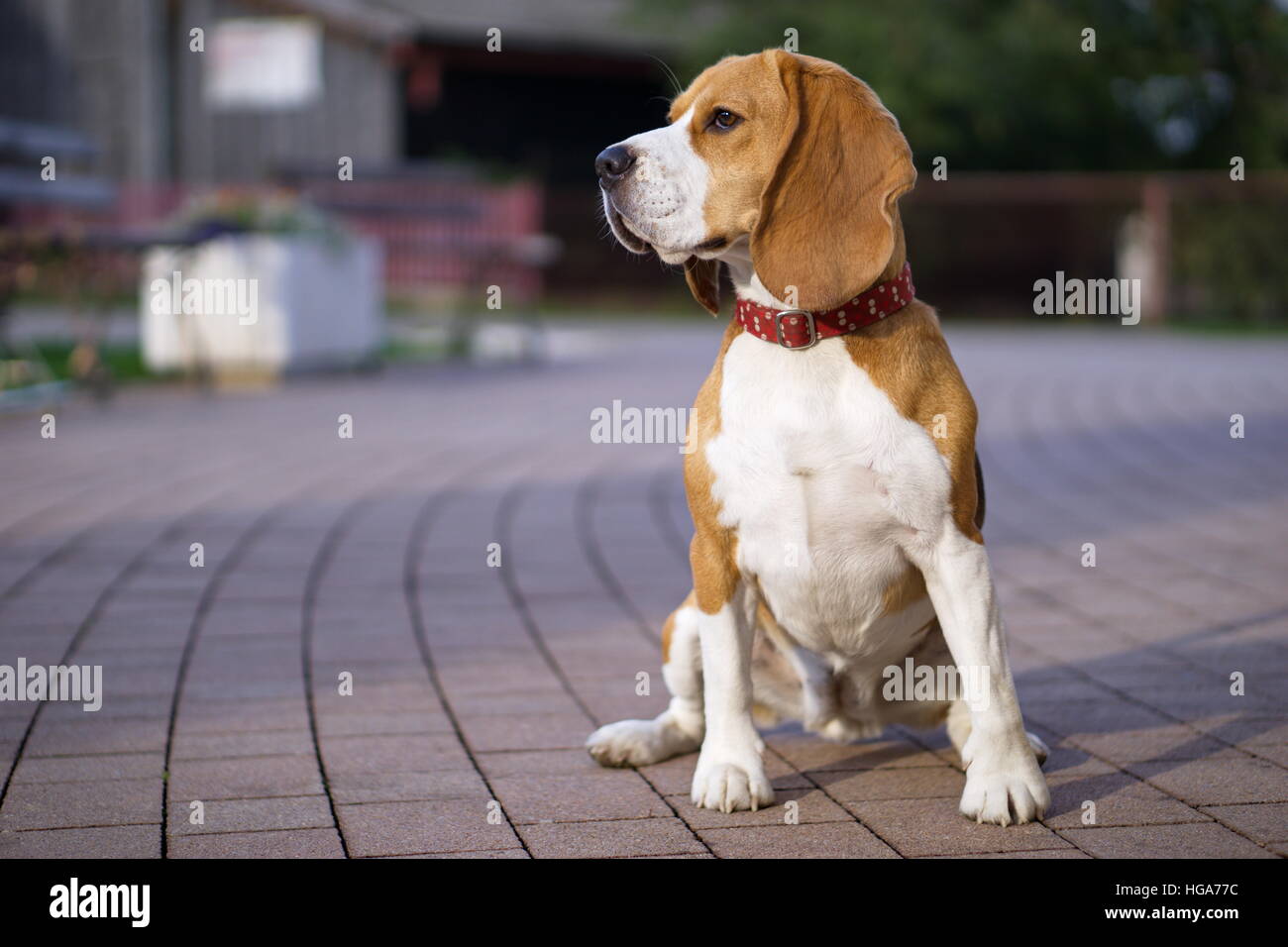 Ritratto di cane beagle Foto Stock