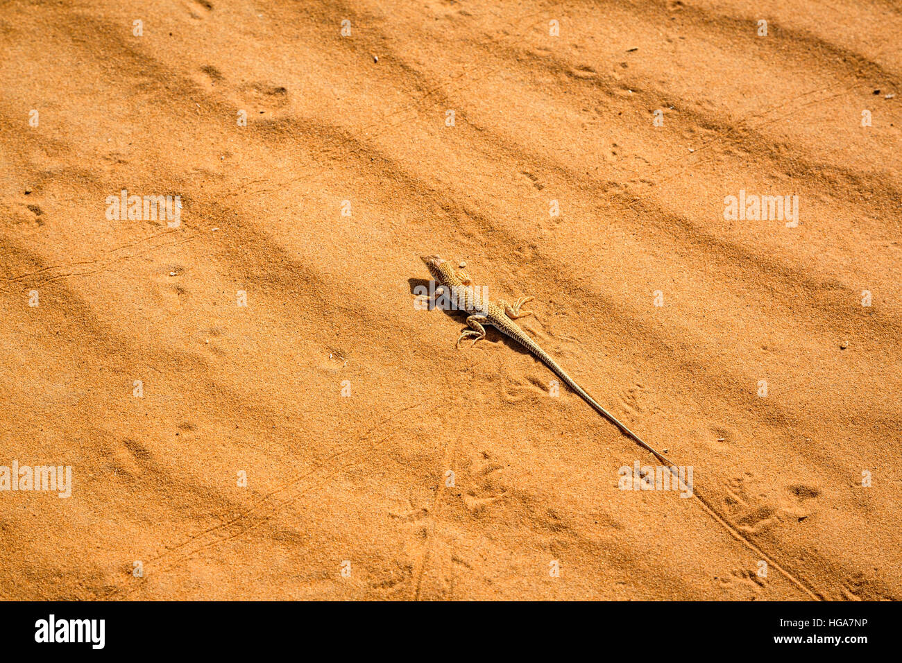 Uno dei tipici abitanti della parte sud-occidentale del deserto del Sahara vicino a Merzouga, Marocco. Foto Stock