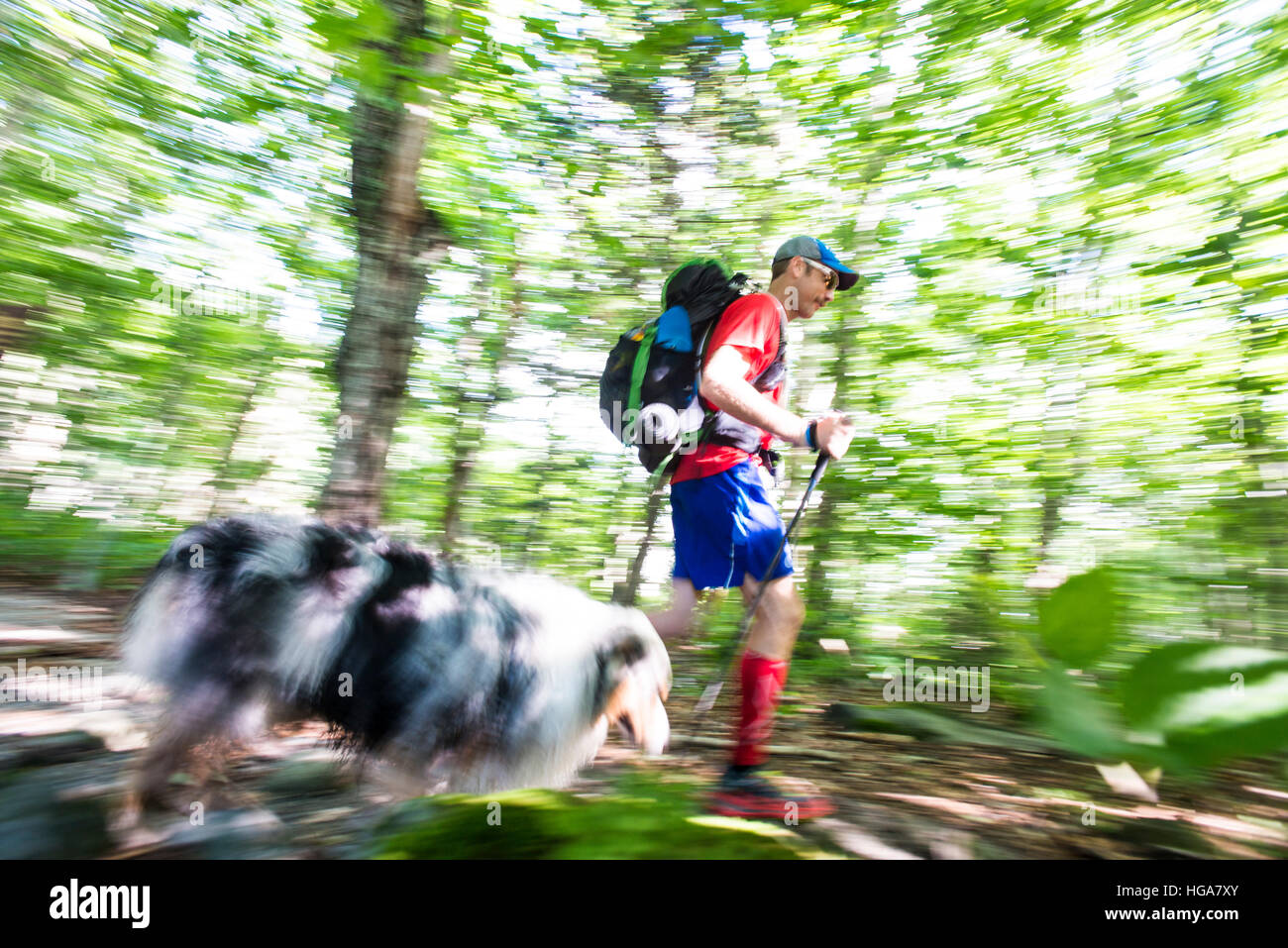 Escursioni con un cane in un luminoso bosco verde nella tacca parente, New Hampshire. Foto Stock