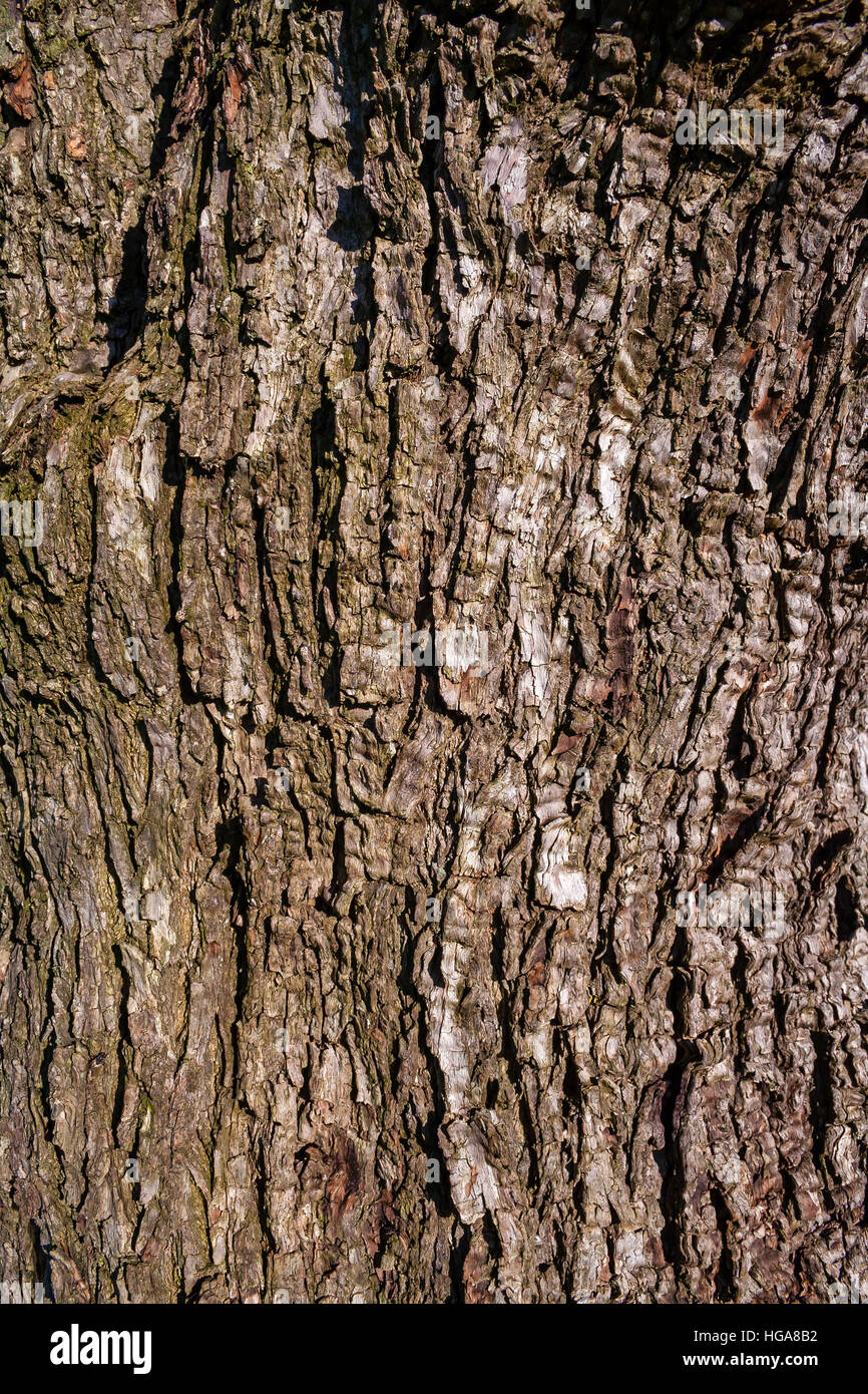 Texture di sfondo della corteccia di un albero di olivo Foto Stock