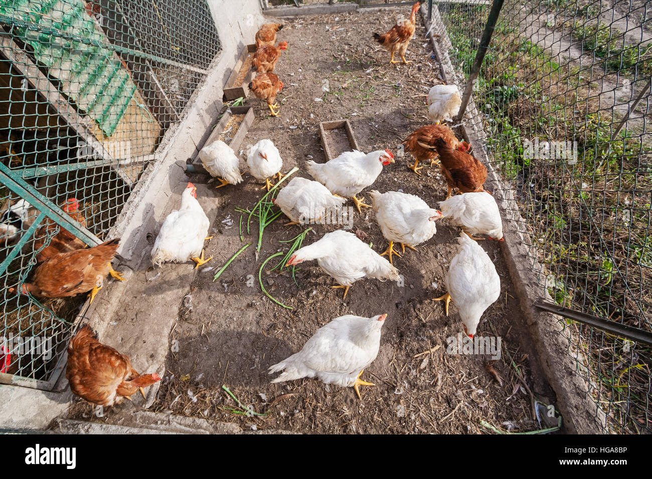 Polli o galline all'interno di un pollaio o gallina casa in una zona rurale. Foto Stock