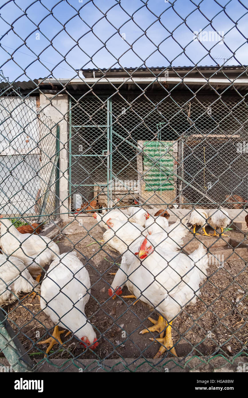 Bianco di polli o galline all'interno di un pollaio o gallina casa visto attraverso il filo di pollo. Foto Stock