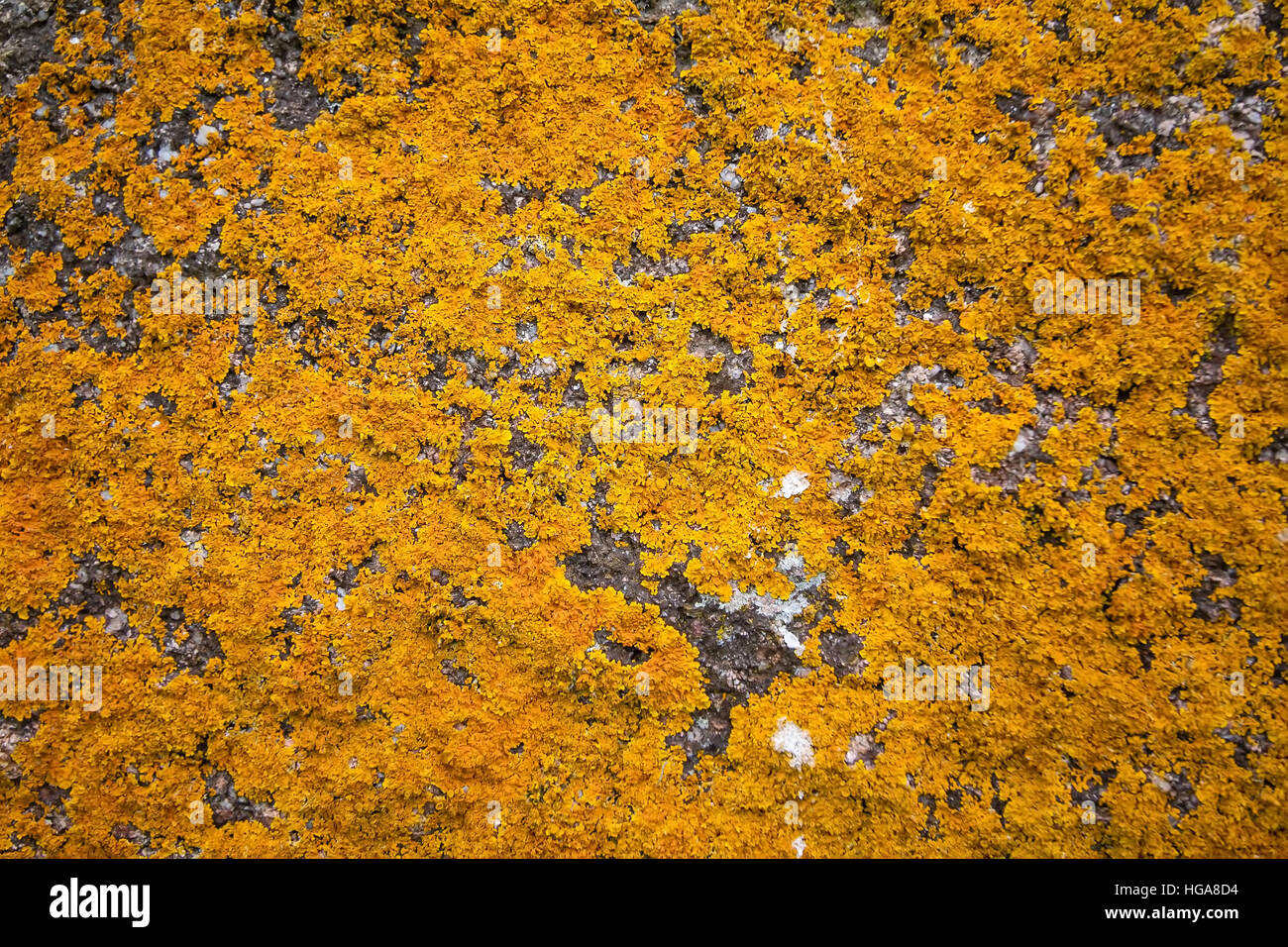 Texture di sfondo di Xanthoria parietina licheni su un vecchio muro di granito. Foto Stock
