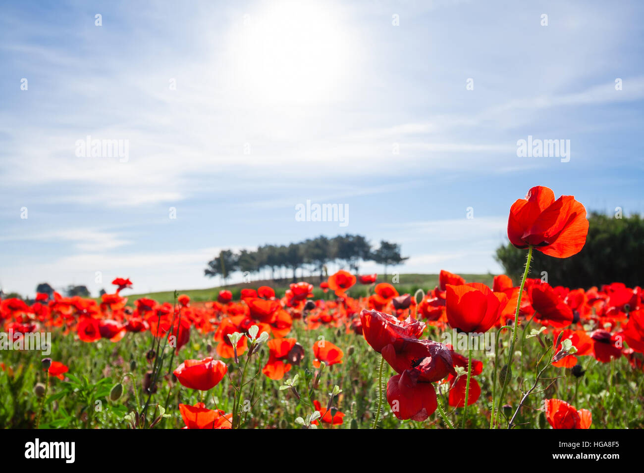 Paesaggio di primavera con un campo di papaveri rossi e un cielo blu con nuvole bianche. Mediterraneo, l'Europa. Foto Stock