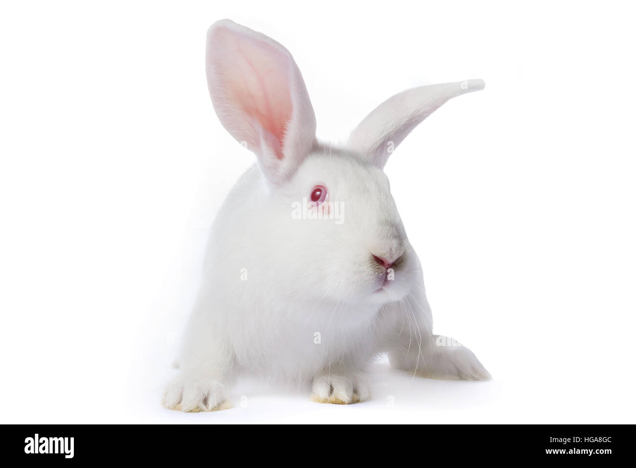 Giovane e timido coniglio bianco isolato su sfondo bianco. Foto Stock