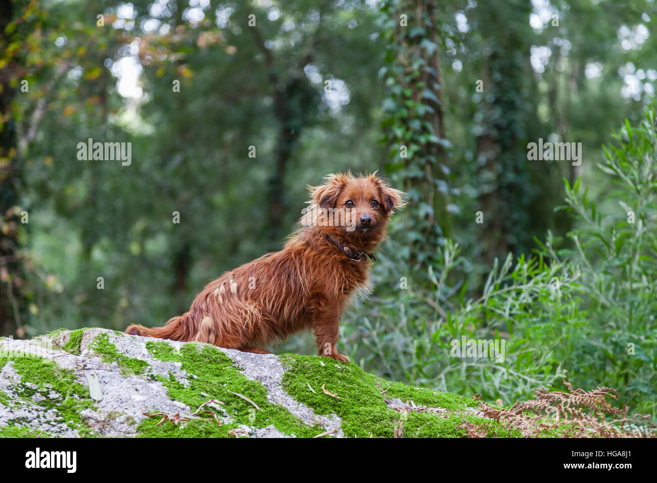 Perse o abbandonate piccolo cane durante la stagione invernale su una foresta. Foto Stock