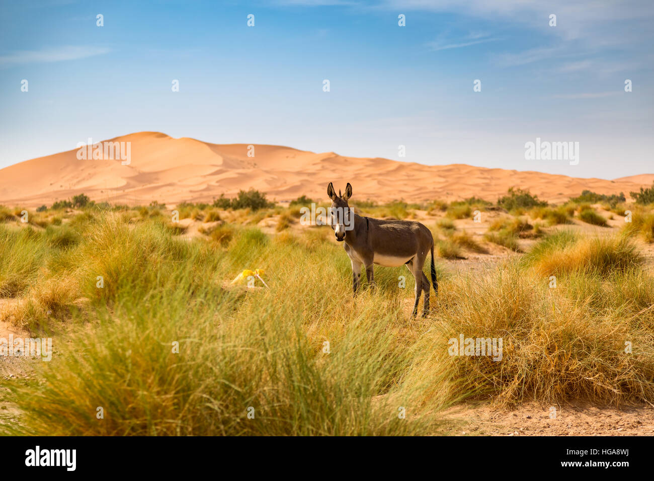 Asino sul bordo del deserto del Sahara vicino a Merzouga in Marocco Foto Stock