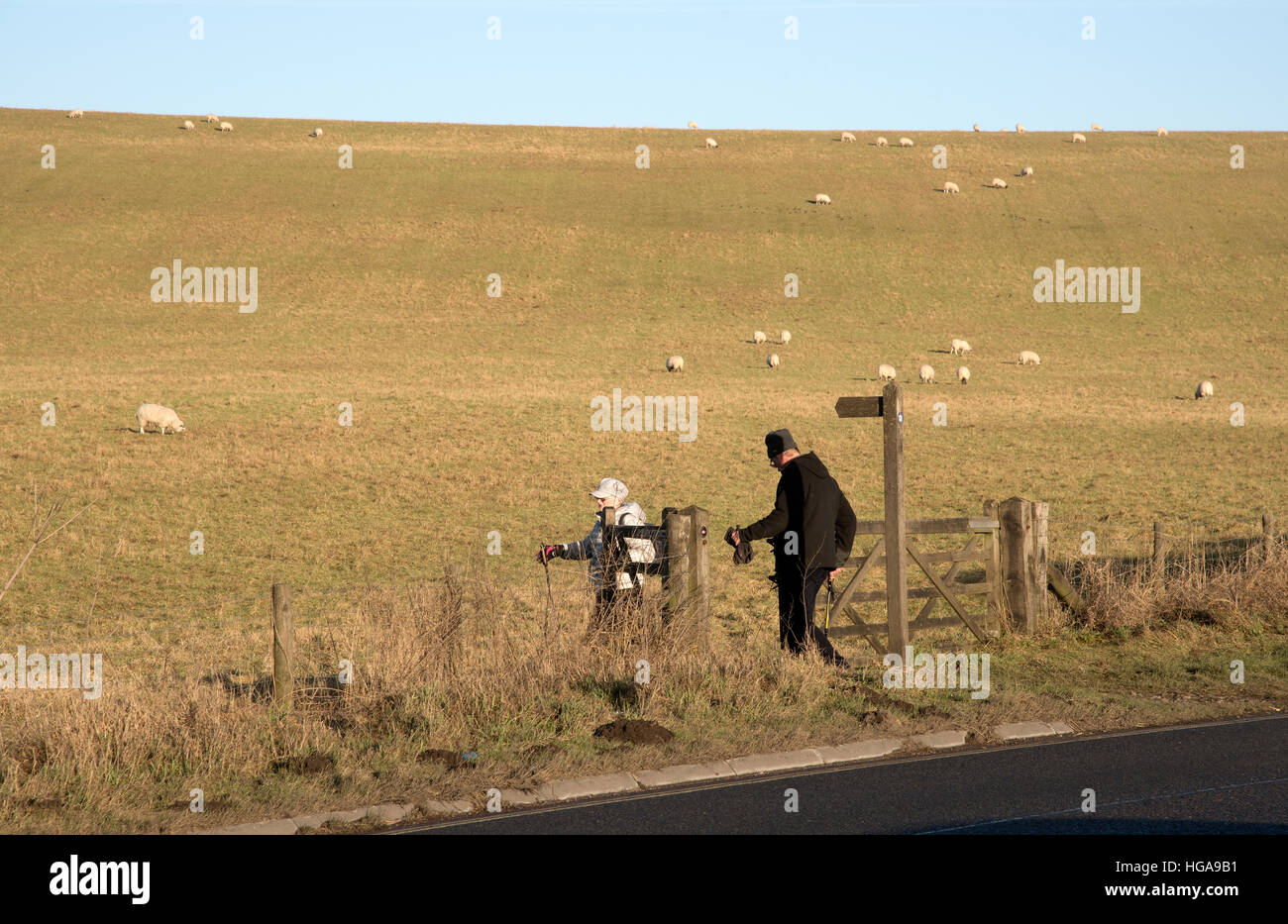 Gli escursionisti passando attraverso un campo di sincronizzato su terreno coltivato nel Wiltshire, Inghilterra REGNO UNITO Foto Stock