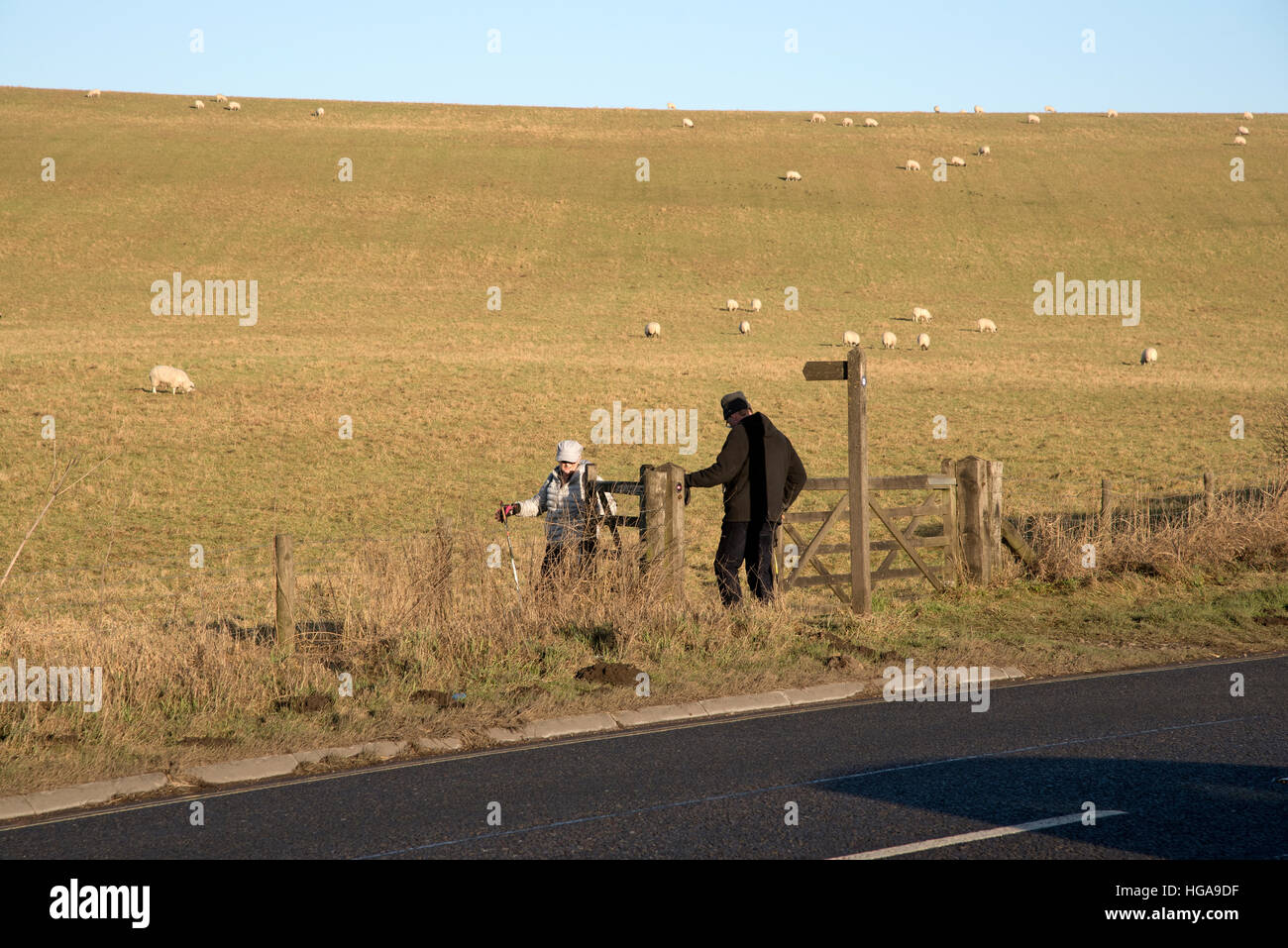 Gli escursionisti passando attraverso un campo di sincronizzato su terreno coltivato nel Wiltshire, Inghilterra REGNO UNITO Foto Stock