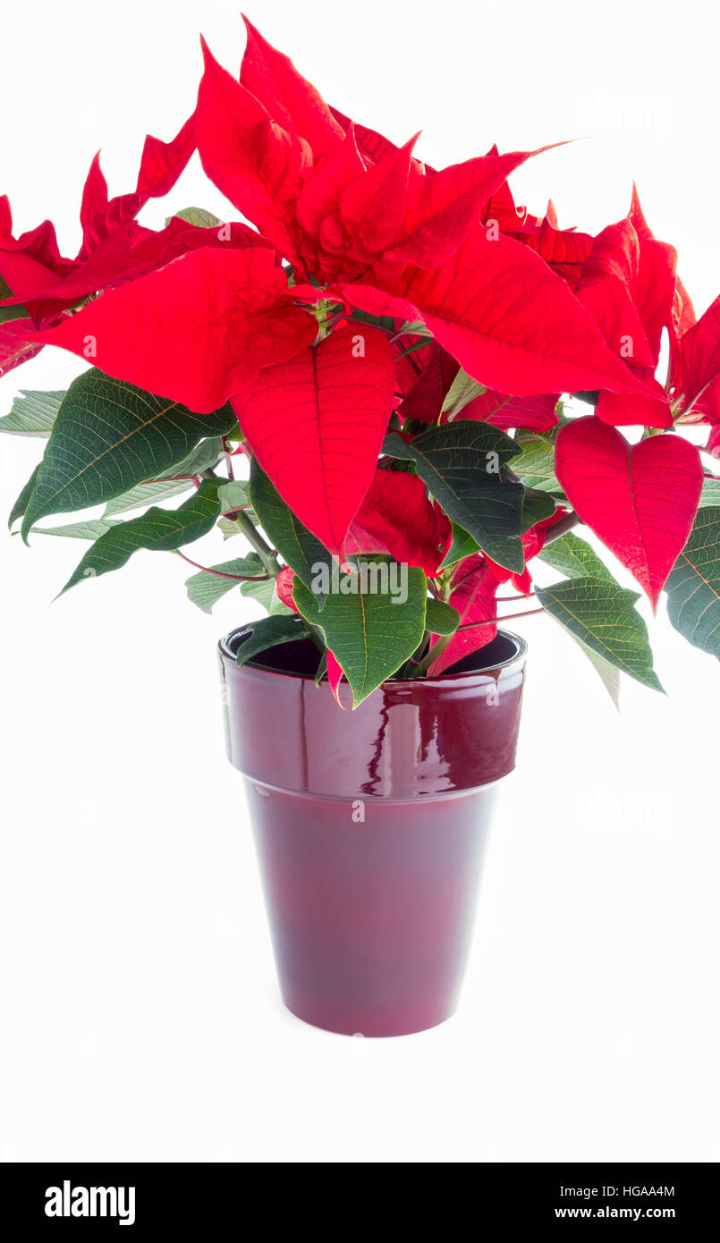 Poinsettia fiore in una pentola di rosso su sfondo bianco Foto Stock