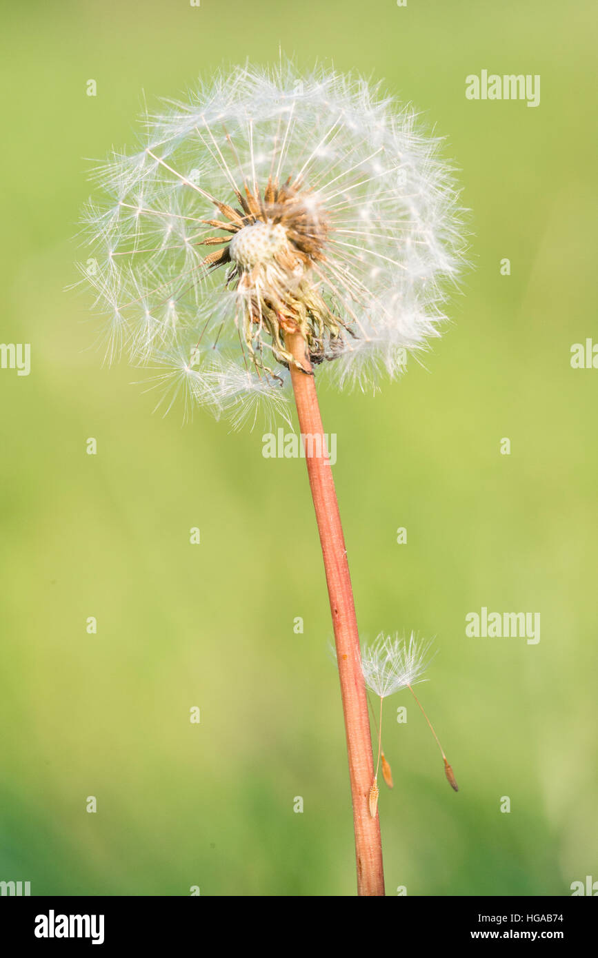 Comune di tarassaco (Taraxacum sez. Ruderalia), infiorescenza Foto Stock