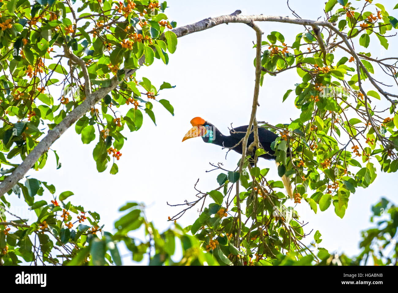 Un individuo femminile di hornbill knobbed, o a volte chiamato Sulawesi hornbill rugged (Rhyticeros cassidix) su un albero di fico (ficus) in Indonesia. Foto Stock