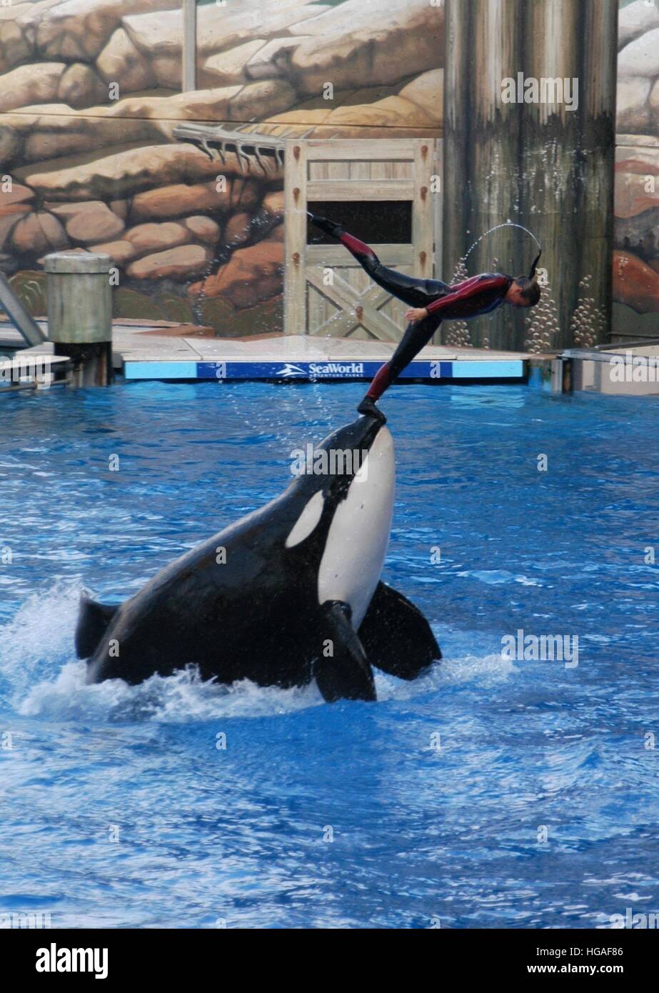 File. Il 7 gennaio, 2017. Tilikum, l'orca che ha ucciso un trainer at SeaWorld Orlando in 2010, è morto, i suoi proprietari hanno annunciato. Egli è stato stimato essere di 36 anni ed è nato nelle acque di Islanda. Tilikum è stato presentato nel documentario Blackfish, che ha criticato parchi che mantenere orche in cattività. Trainer Dawn Brancheau morì dopo Tilikum trascinato il suo underwater dai capelli e ripetutamente colpito lei, l'indagine sulla morte statuito che morì da annegamento e lesioni traumatiche. Nella foto: SeaWorld trainer DAWN BRANCHEAU suona con una balena killer durante uno spettacolo in o Foto Stock