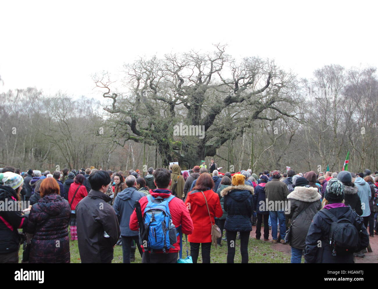 La Foresta di Sherwood, Nottinghamshire, Regno Unito. Il 7 gennaio 2017. I dimostranti protestano contro potenziali fracking nella Foresta di Sherwood, Nottinghamshire dopo gli Amici della Terra hanno rivelato chemicals ditta INEOS è quello di effettuare l'imaging sismico indagini in questo ex medievale della foresta di caccia compresi vicino alla mitica quercia Major (nella foto). Gli attivisti verdi temono che questa potrebbe comportare per la ricerca di gas di scisto in la leggendaria casa di eroico fuorilegge, Robin Hood. INEOS Shale dice che non è fracking nella Foresta di Sherwood. Credito: Deborah Vernon/Alamy Live News Foto Stock