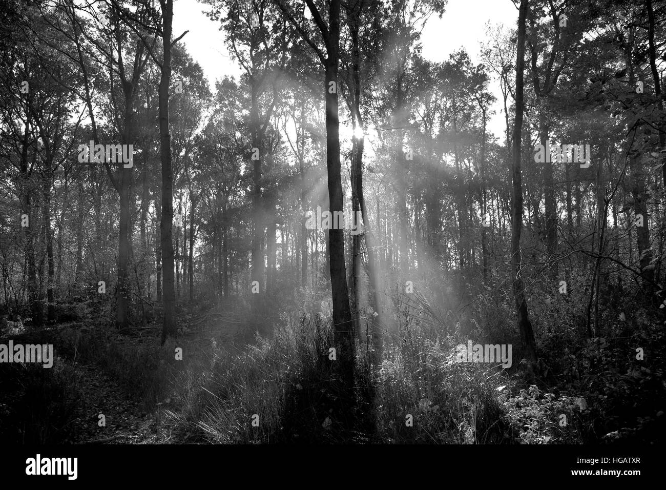 Hoare frost scena invernale, Bosco a ferry Meadows Country Park, Peterborough, CAMBRIDGESHIRE, England, Regno Unito Foto Stock