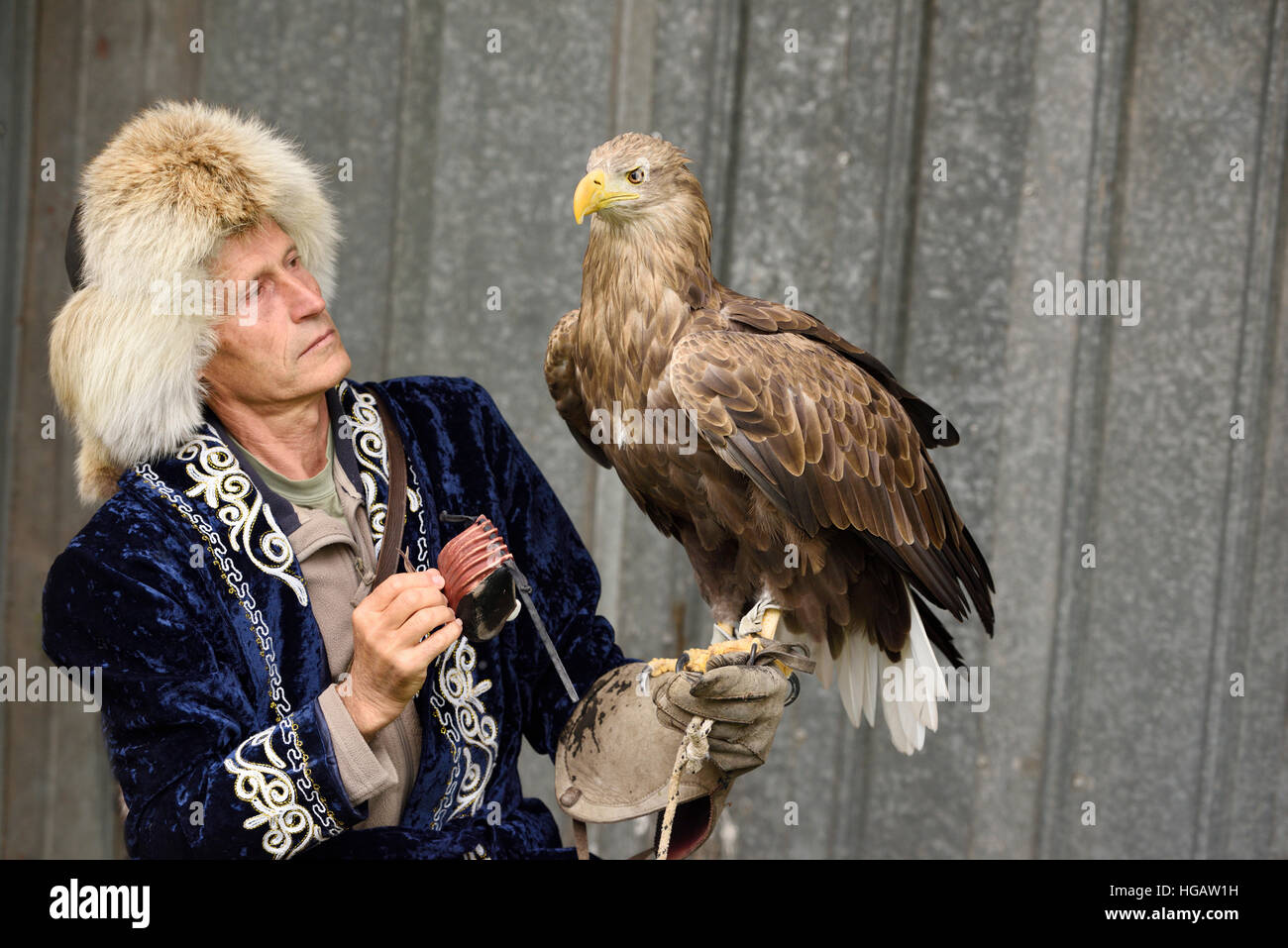 Trainer posizionando il cofano sul White Tailed Eagle a Sunkar falcon santuario Almaty Kazakhstan Foto Stock