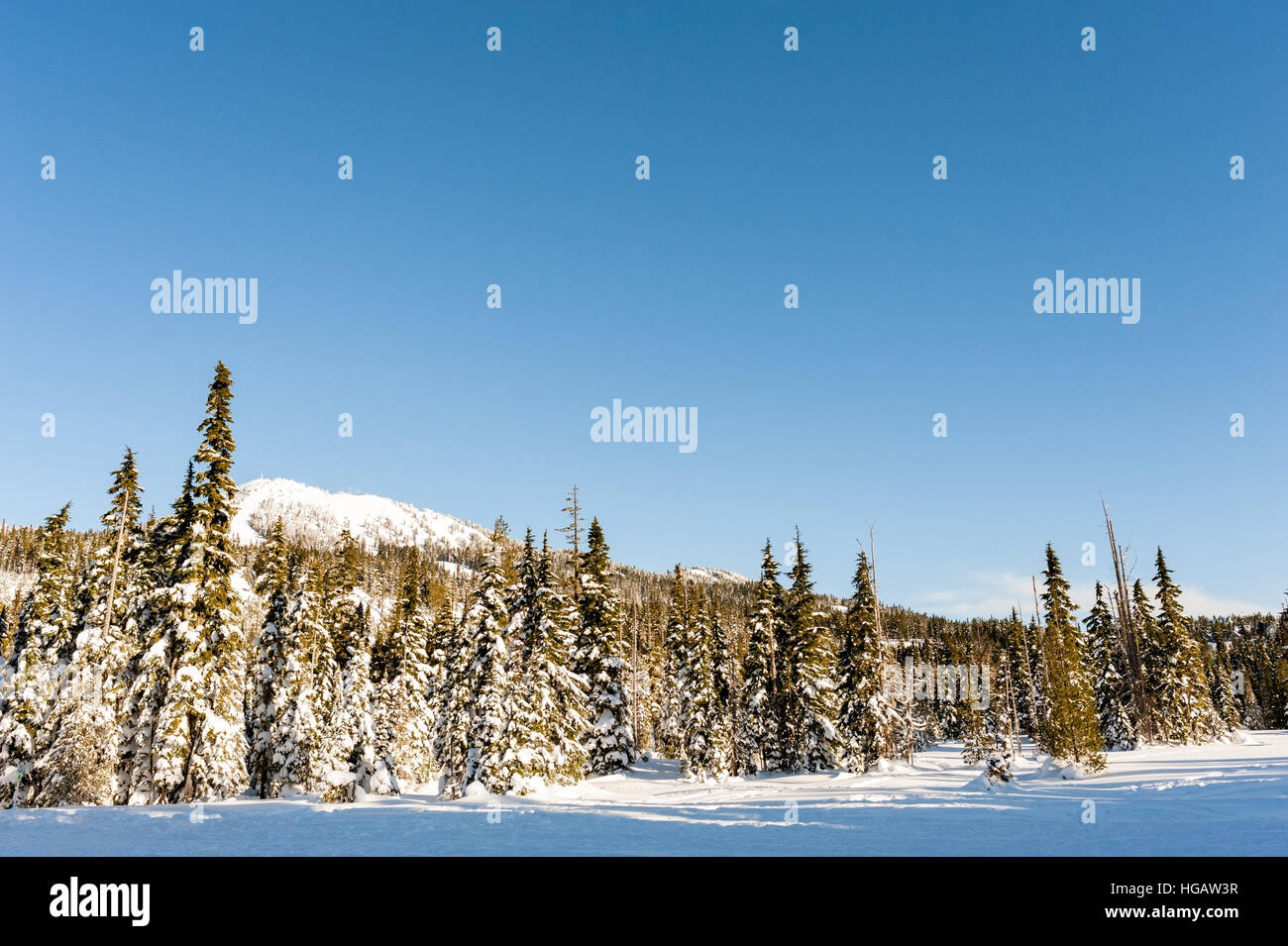 Inverno coperto di neve vista di Mt. Washington dal Paradiso di prati in Strathcona Provincial Park, British Columbia, Canada Foto Stock