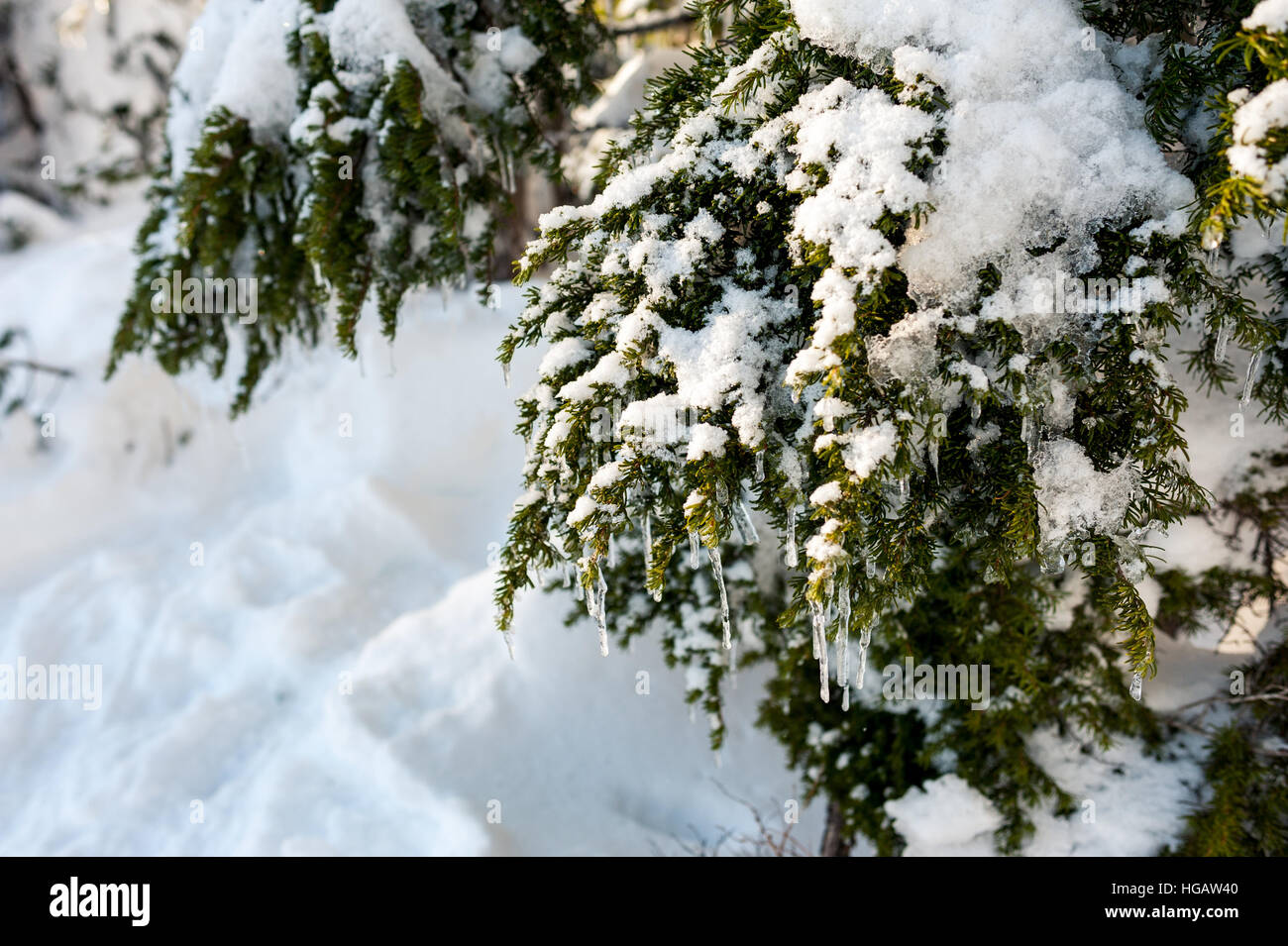 Evergreen Abete rami coperti di neve e ghiaccioli Foto Stock