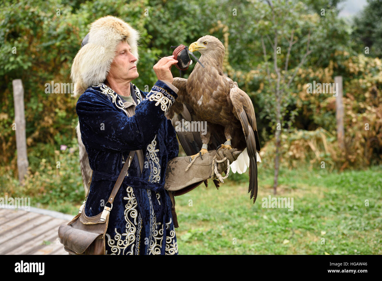 Trainer posizionando il cofano sul White Tailed Eagle all'aperto presso Sunkar falcon santuario Almaty Kazakhstan Foto Stock