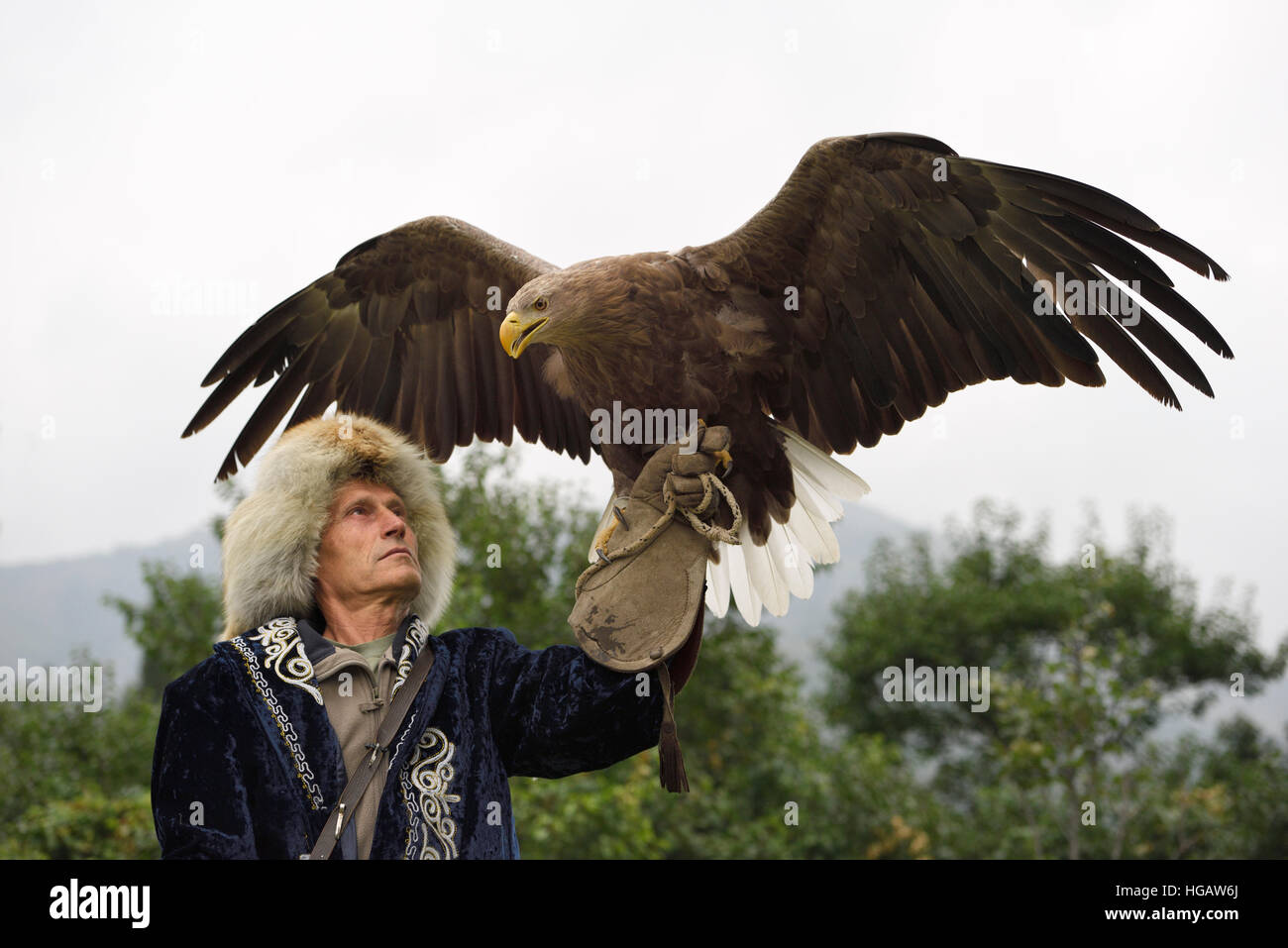 Trainer tenendo un White Tailed Eagle fino ad ali spiegate a Sunkar Falcon Farm Almaty Kazakhstan Foto Stock