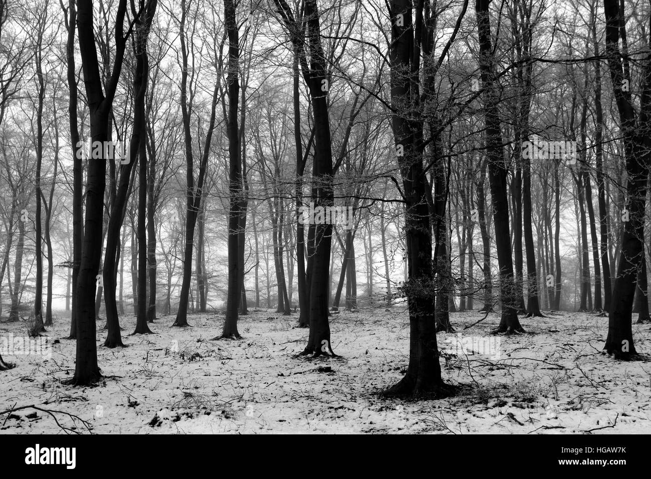 Hoare frost scena invernale, Bosco a ferry Meadows Country Park, Peterborough, CAMBRIDGESHIRE, England, Regno Unito Foto Stock