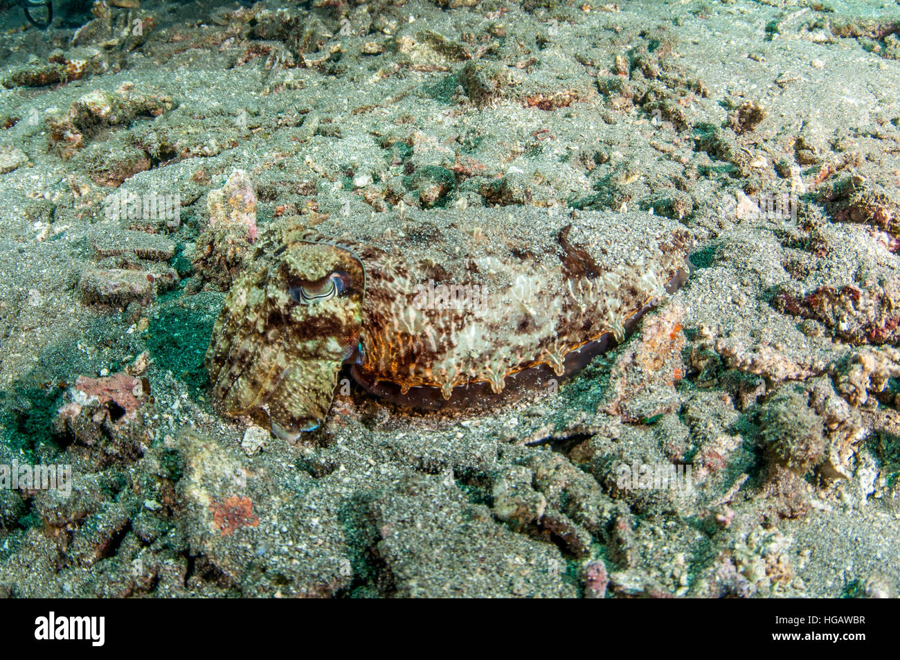 Broadclub Seppie (Sepia latimanus), Bali, Indonesia Foto Stock
