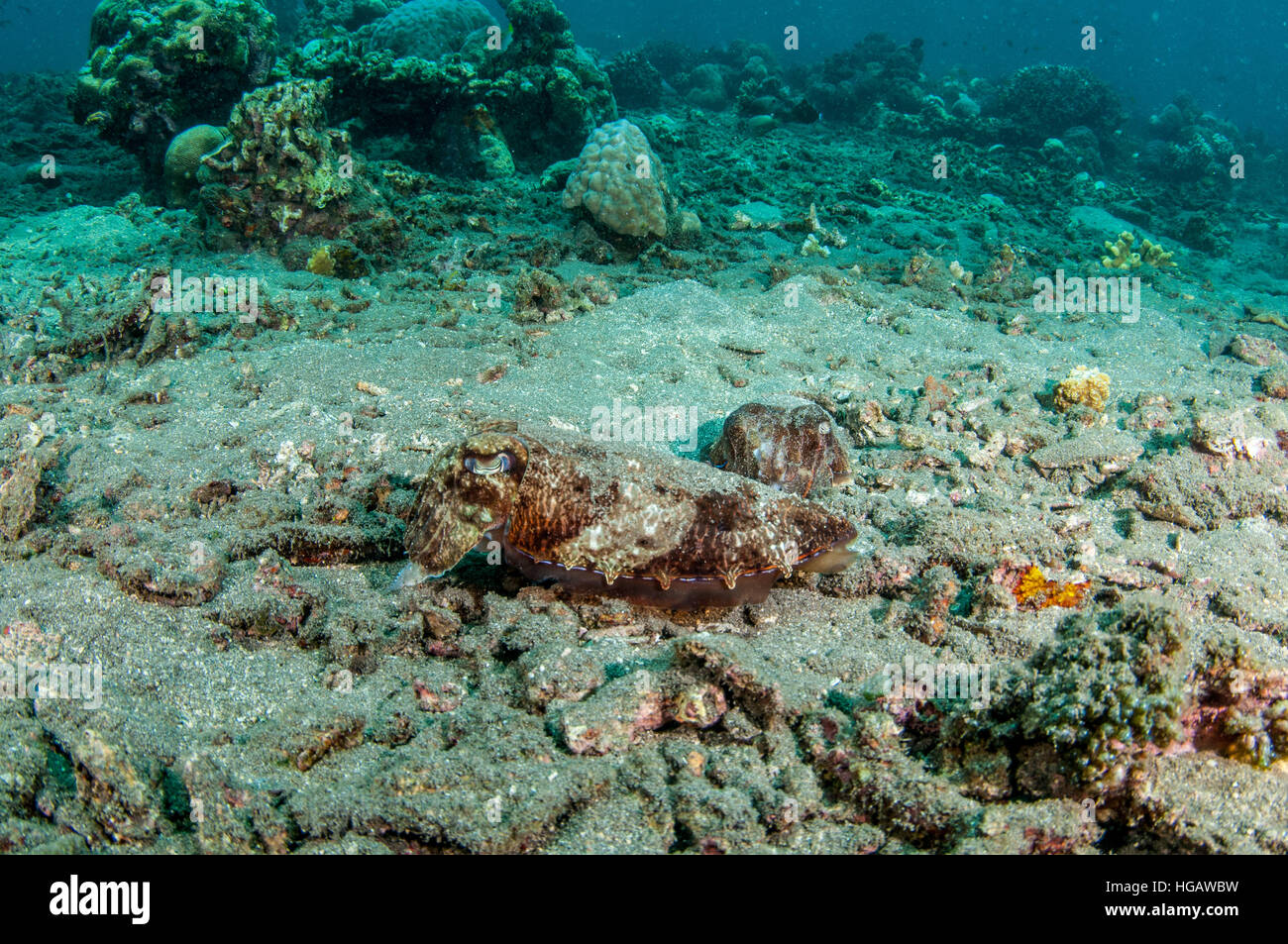 Broadclub Seppie (Sepia latimanus), Bali, Indonesia Foto Stock