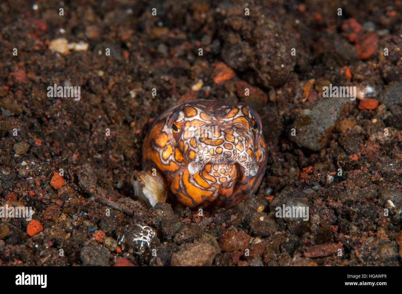 Napoleone snake anguilla (Ophichthus bonaparti), Bali, Indonesia Foto Stock