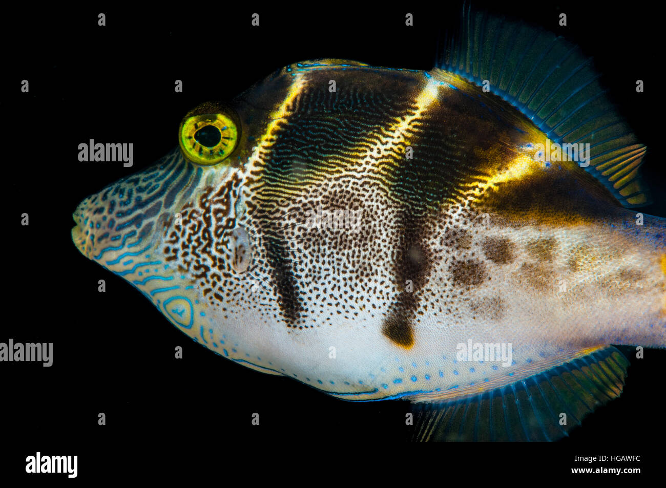 Falso puffer (Paraluteres prionurus), Bali, Indonesia Foto Stock