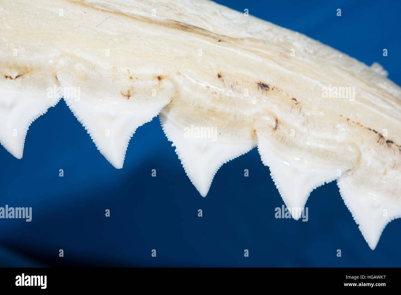 Denti seghettati sulla ganascia superiore di squalo toro, Carcharhinus leucas, utilizzato per afferrare e strappare grosse prede, il Birch Aquarium, La Jolla, California Foto Stock