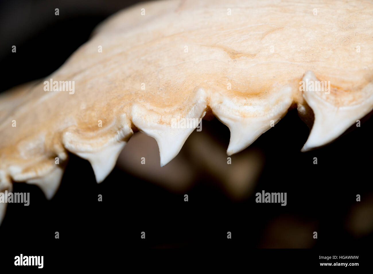 Denti nella mascella superiore del comune di squalo trebbiatrice, Alopias vulpinus, in esposizione al Museo Oceanografico di Monaco ( Musée Océanographique de Monaco ), Princ Foto Stock