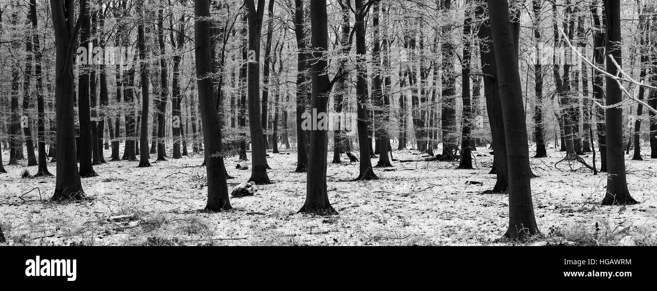 Hoare frost scena invernale, Bosco a ferry Meadows Country Park, Peterborough, CAMBRIDGESHIRE, England, Regno Unito Foto Stock