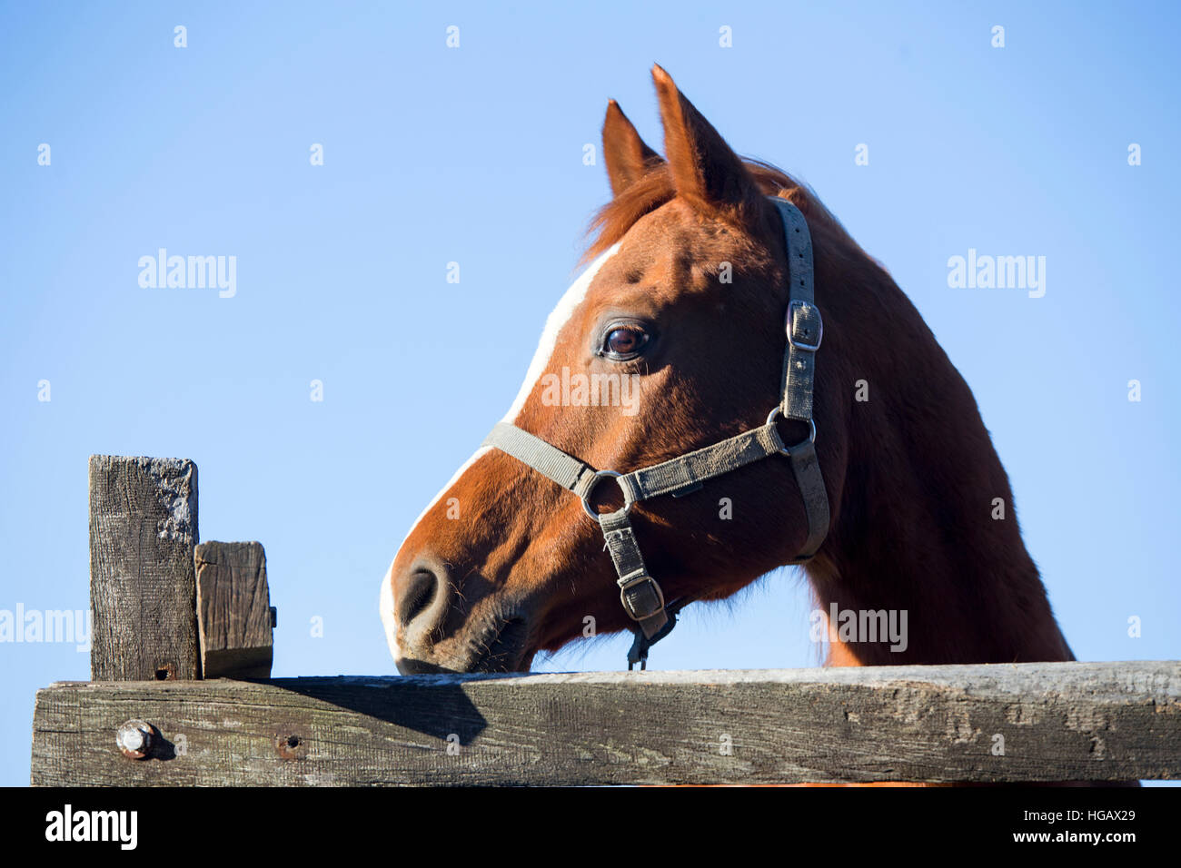Bella giovane stallone guardando oltre il recinto del corral. Check out la mia altra foto equino si prega di Foto Stock