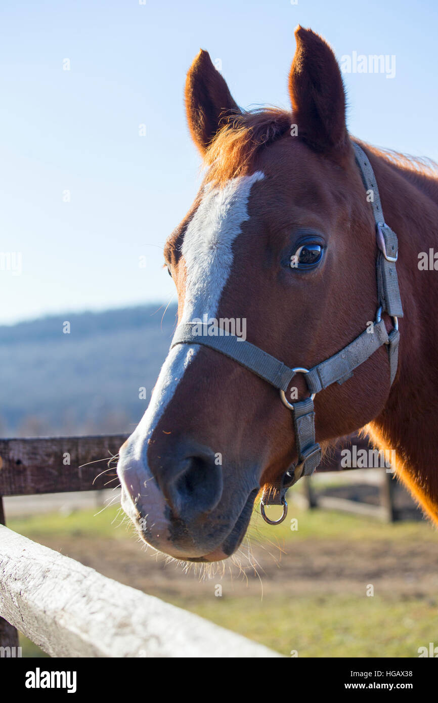 Testa della sella di un cavallo nella penna. Check out la mia altra foto equino si prega di Foto Stock