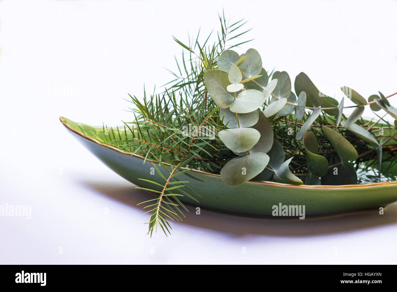 Tea Tree (Melaleuca alternifolia) e eucalipto globulus foglie in una verde vaso in ceramica Foto Stock