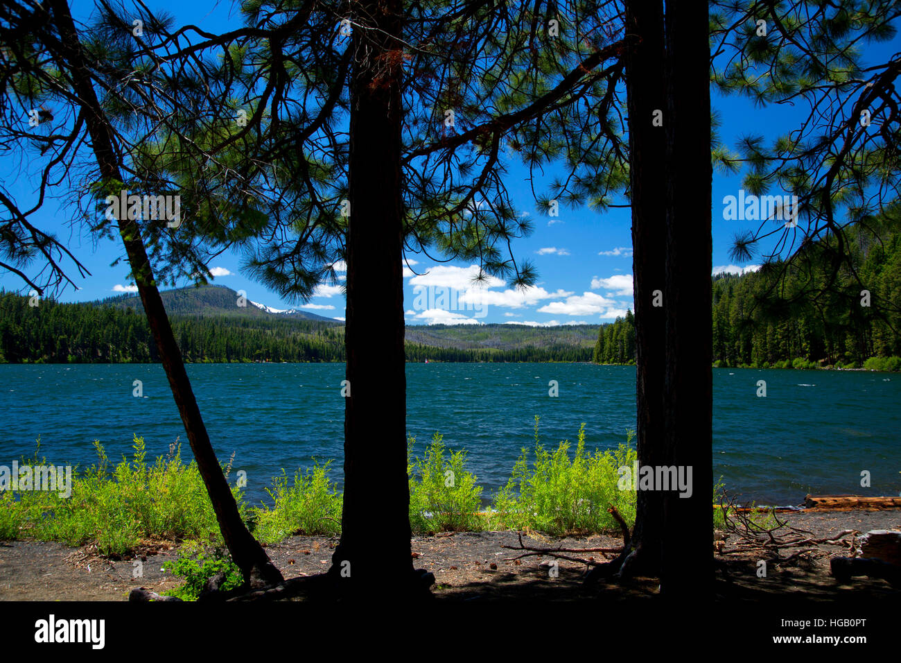 Suttle Lago con ponderosa pine, McKenzie Pass-Santiam Pass National Scenic Byway, Deschutes National Forest, Oregon Foto Stock