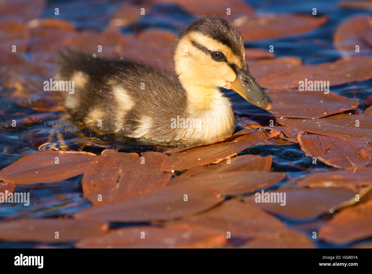 Mallard pulcino al Lago Hosmer, Cascade Lakes National Scenic Byway, Deschutes National Forest, Oregon Foto Stock